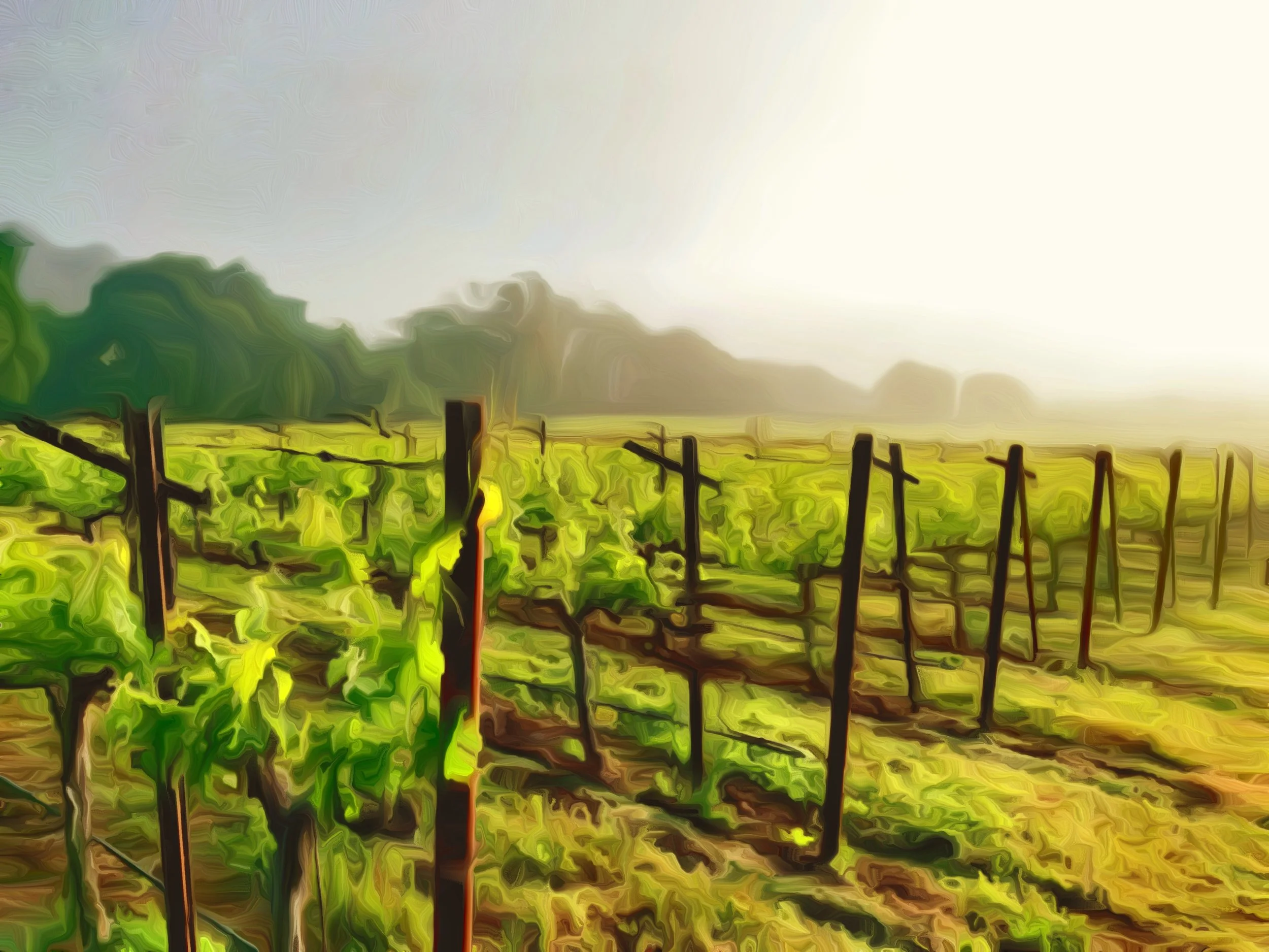 Trefethen Vineyards - Midmorn