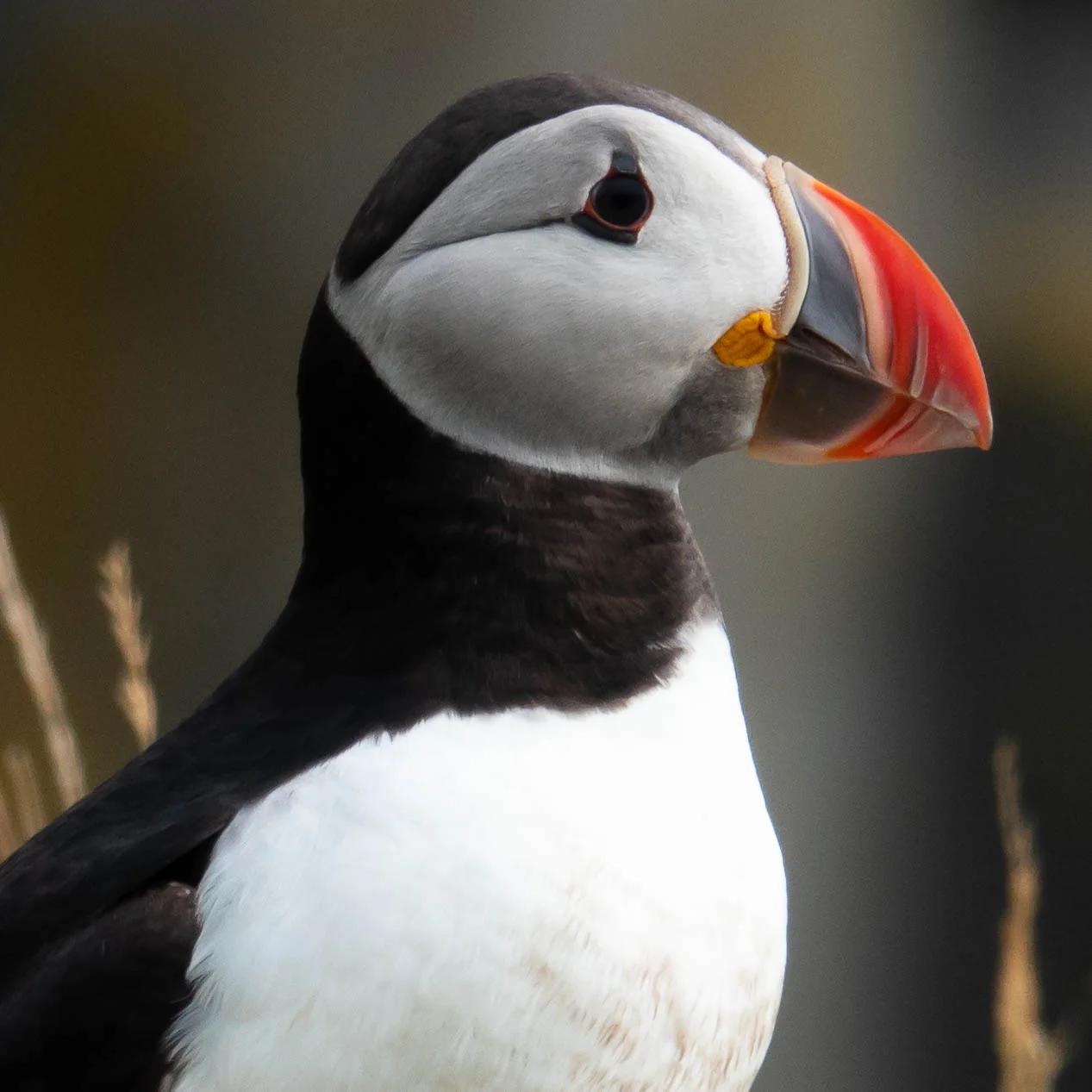 Happy Fisherman - Puffin