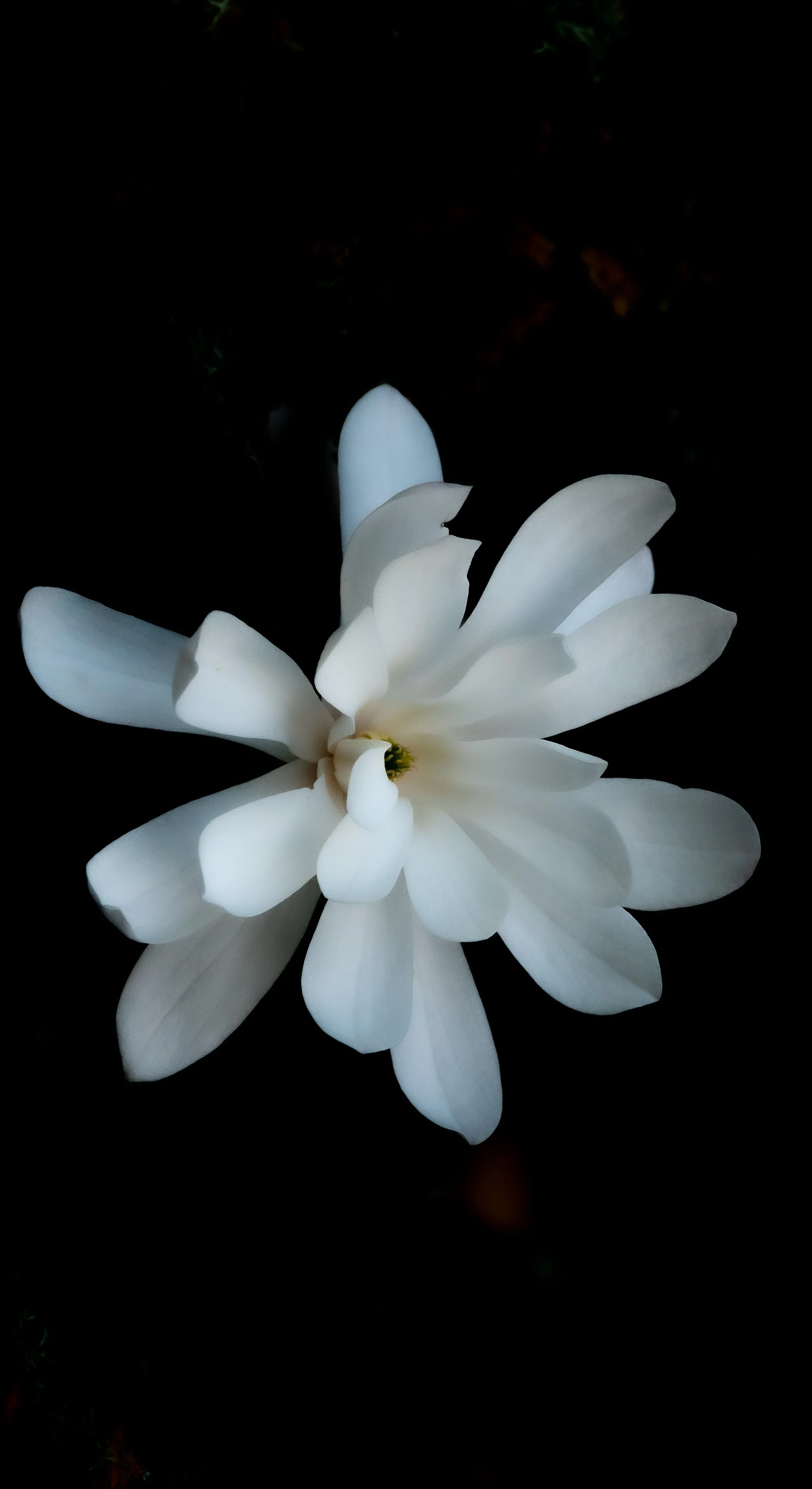 Ballarina Lucia (Odata)