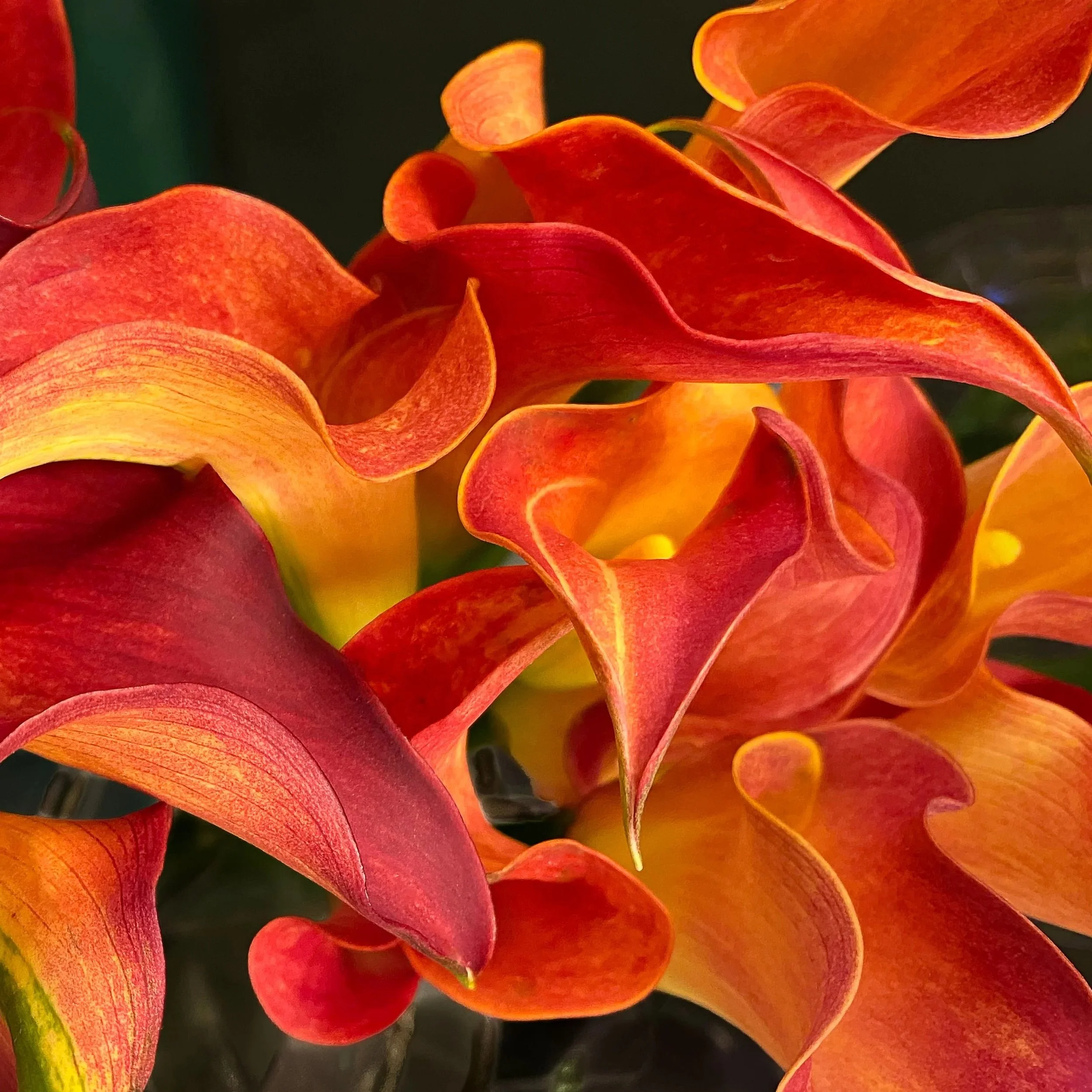  Gathered  36×36  Photograph on Metal  