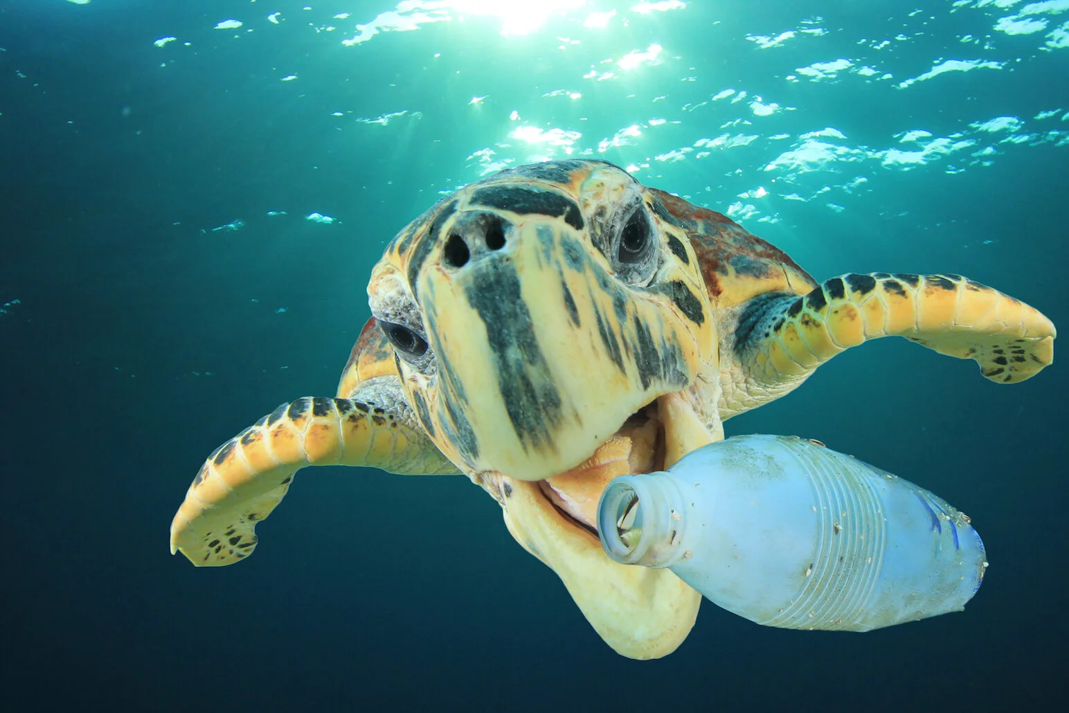 Plastic-pollution-in-Earth’s-oceans-could-triple-by-2025-.jpg