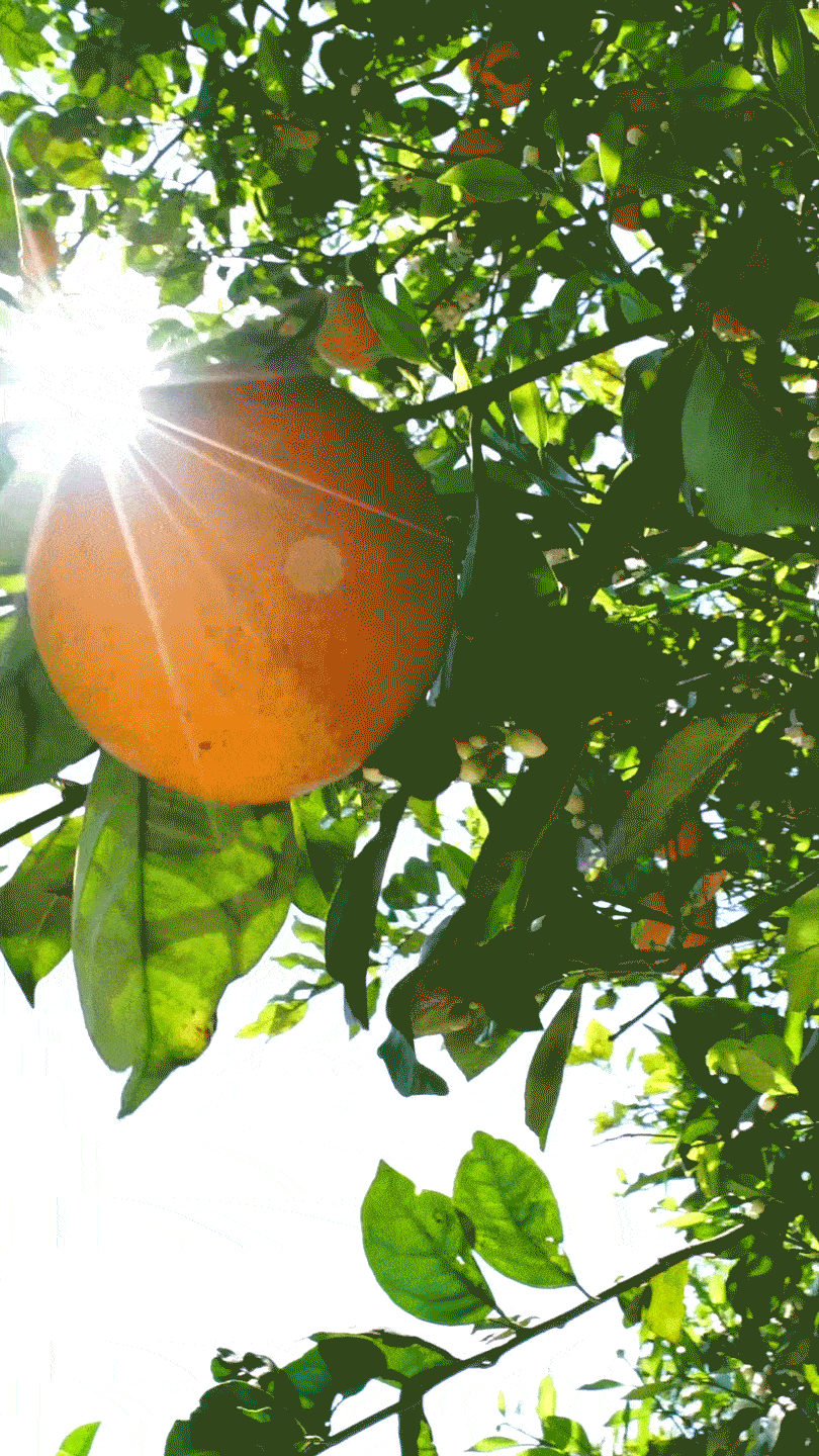 ezgif.com-optimize (2).gif