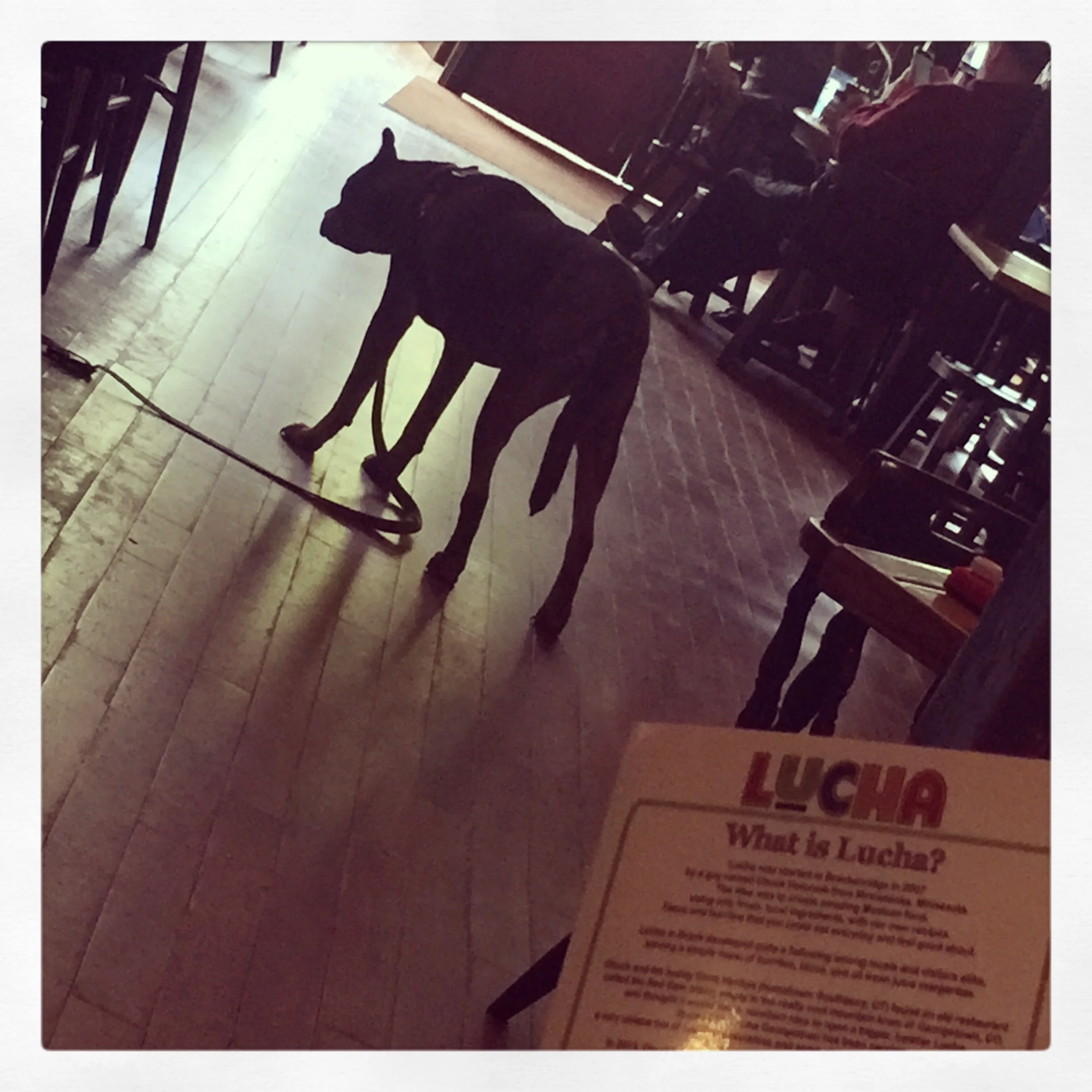 Nice pup hanging out at the restaurant