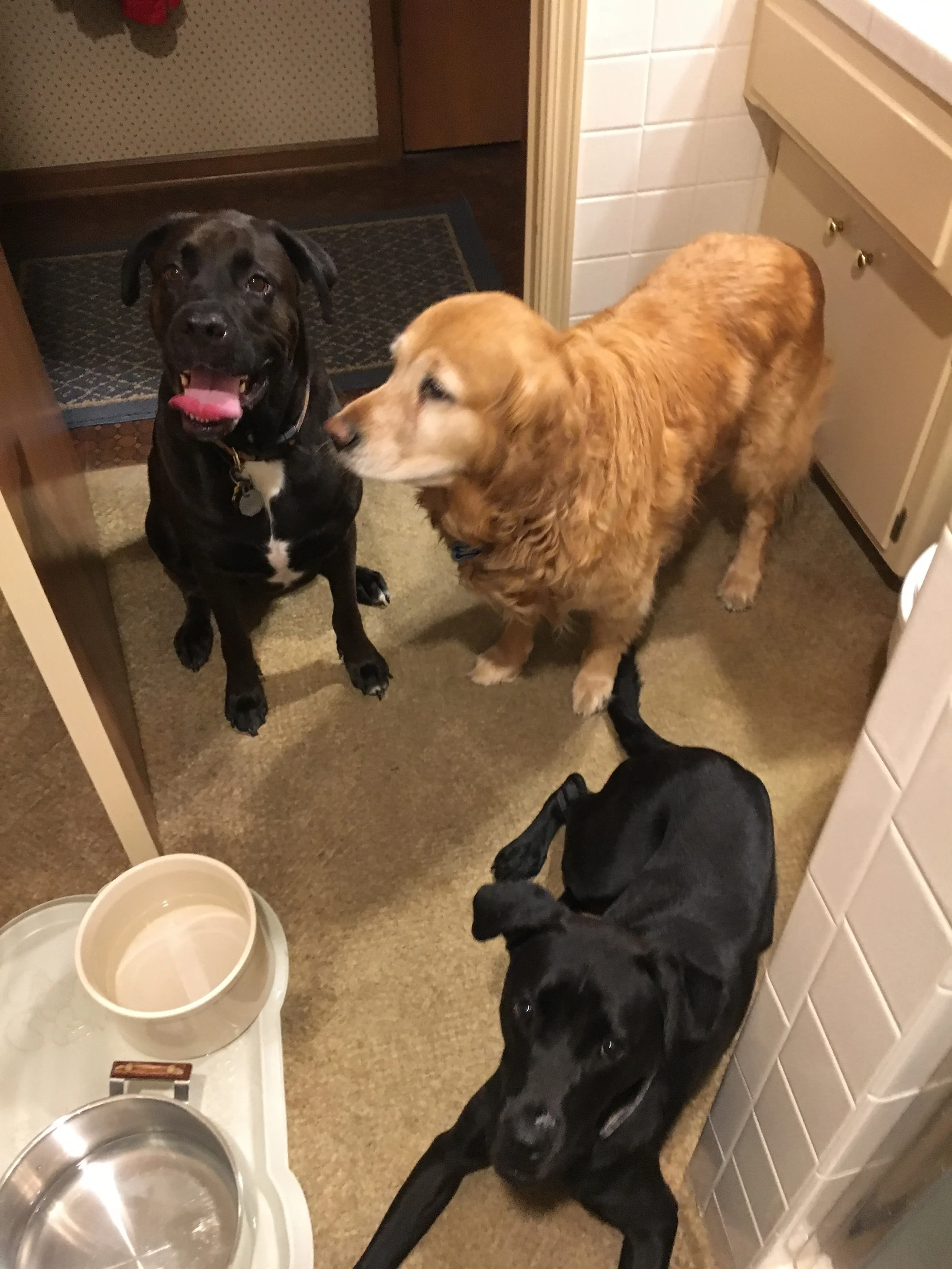 Why are these 2 black dogs STILL here?