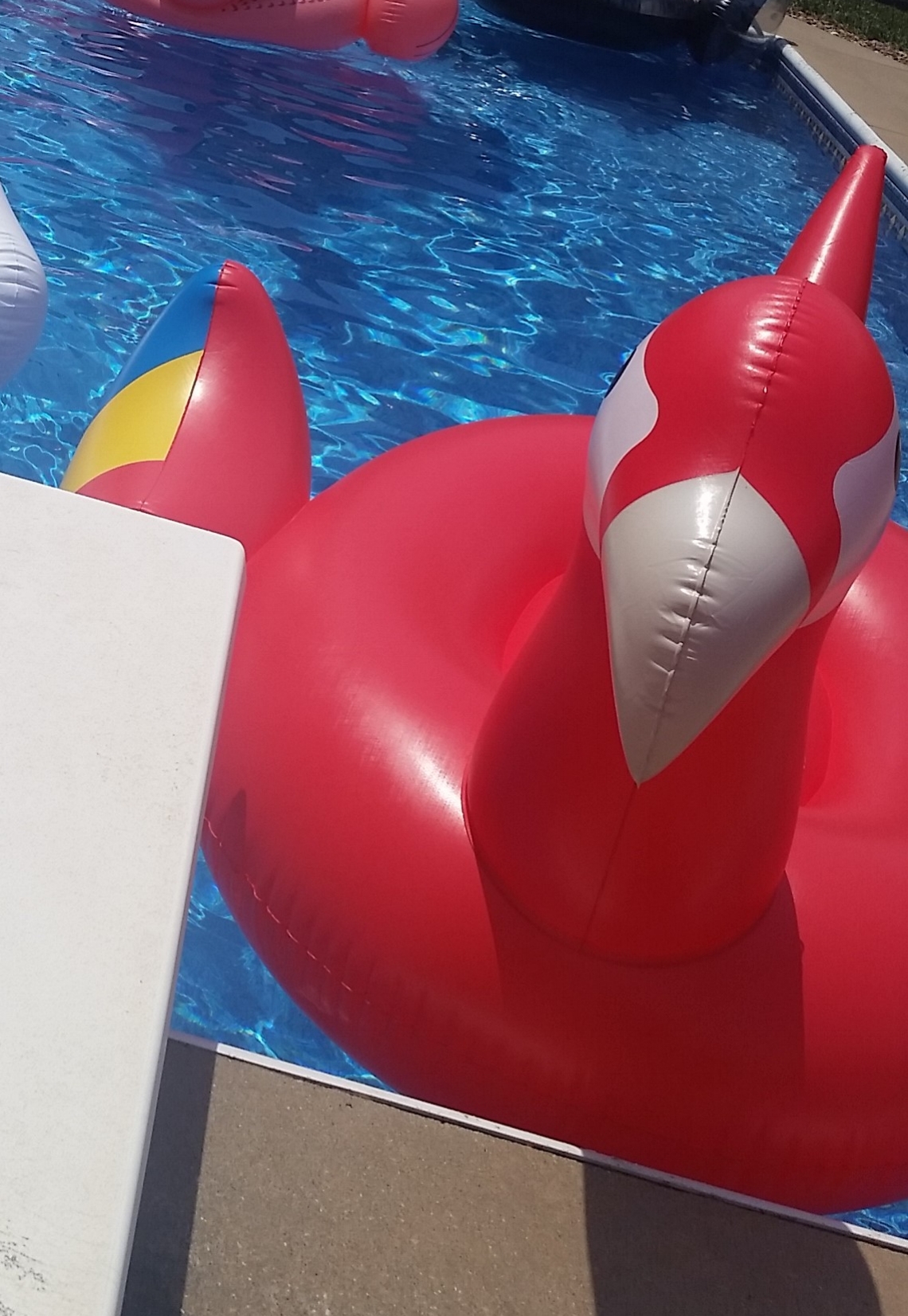 Birdie going strong after losing a wing.