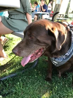 Badger - not a mutt, He's a purebred.
