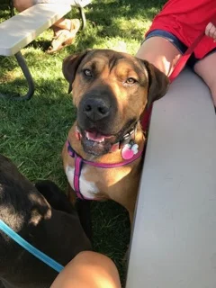 Barley the brute beauty