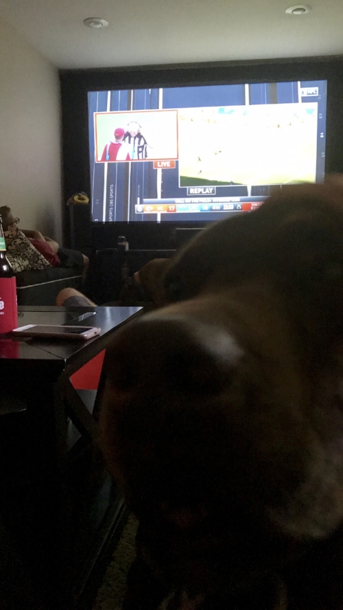 Big Brown = Super Fan