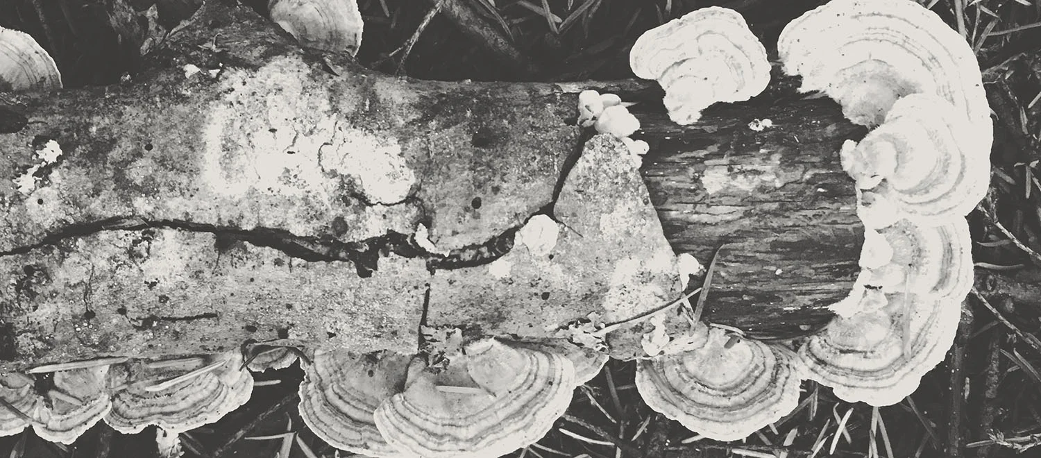 mushroom grey_web.jpg