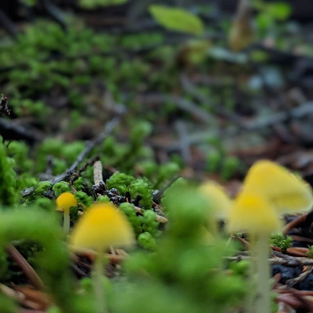 Mt Adam's (Pato) yellow ones