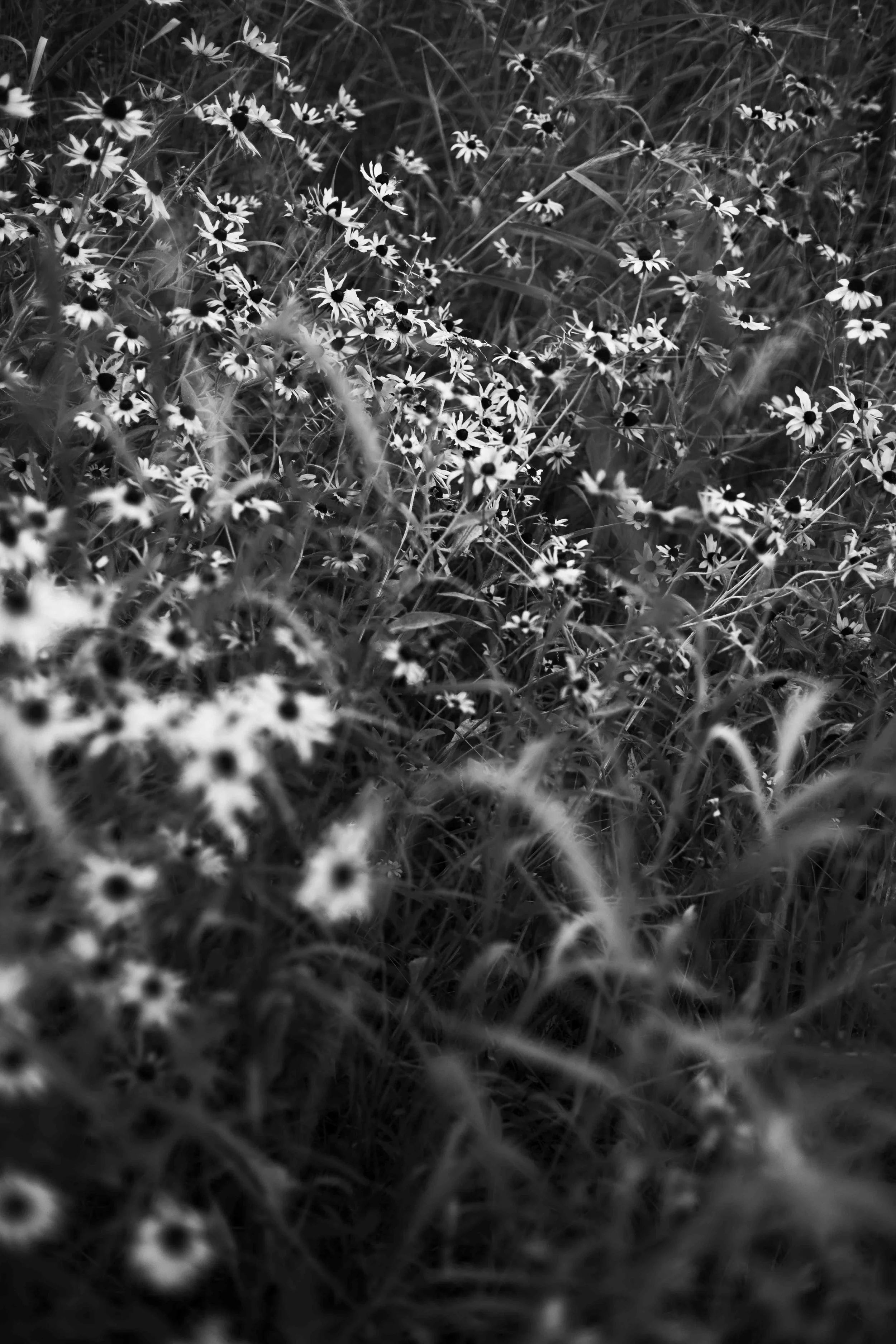 West Ridge Nature Preserve in Chicago