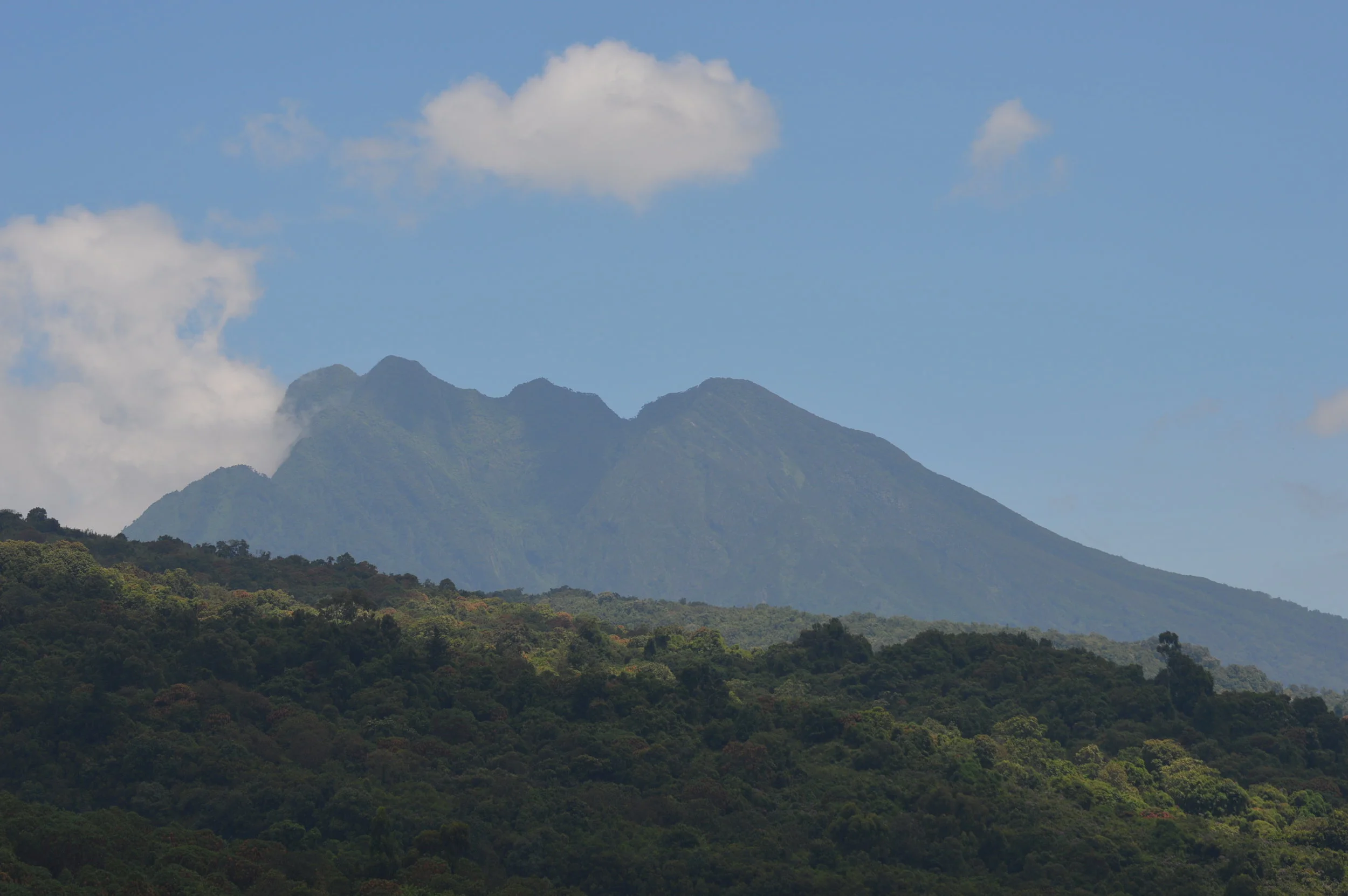 Mgahinga gorilla national park in Uganda part of the virunga massif with sabinyo volcaic peaks in far display