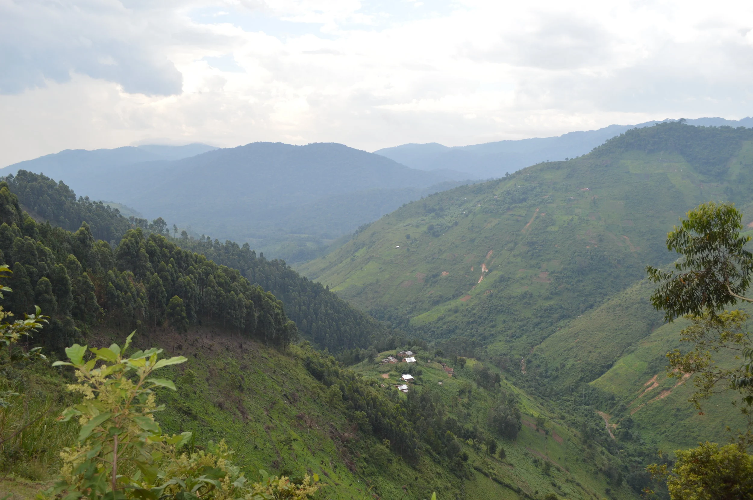 Community natural settlement patterns with Bwindi forest in the hanging valleys at far extreme end.