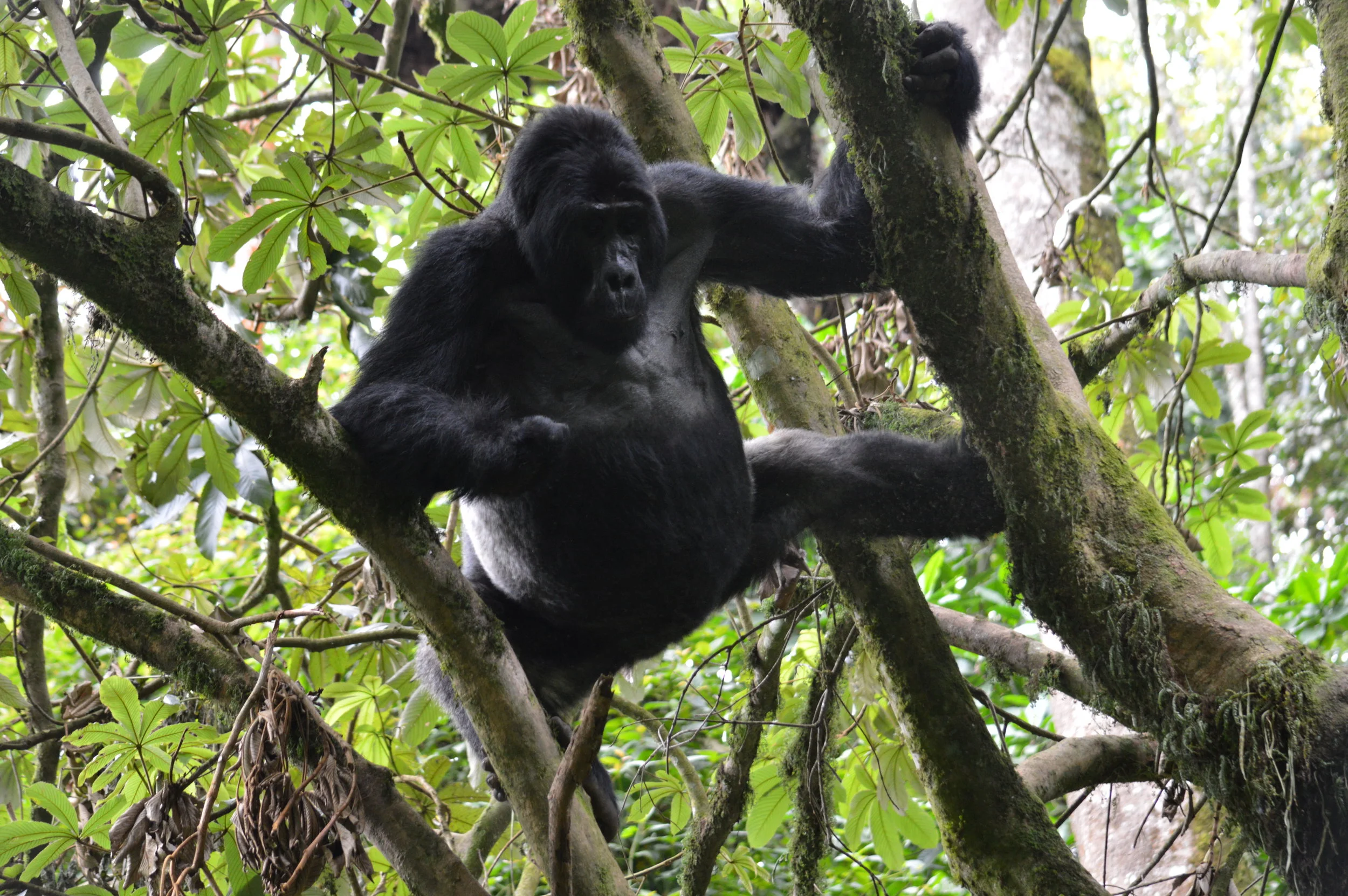 Bweza leading silverback maintaining balance while getting breakfast of Marianthus fruits at Rushaga southern sector-Bwindi impenetrable forest.