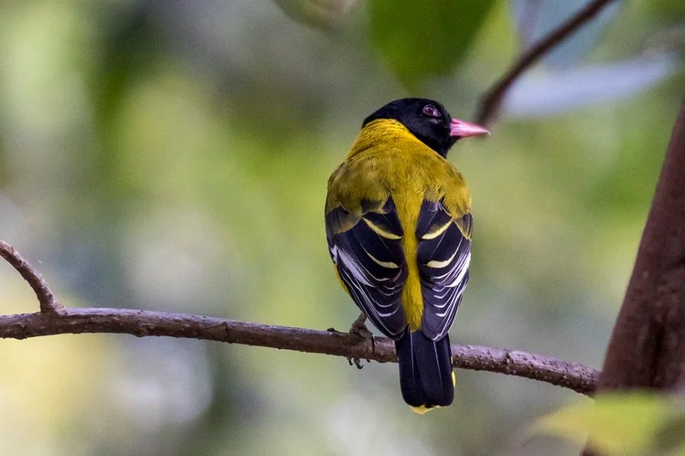 Mountain Oriole perching on a branch-Bwindi impenetrabe national park.