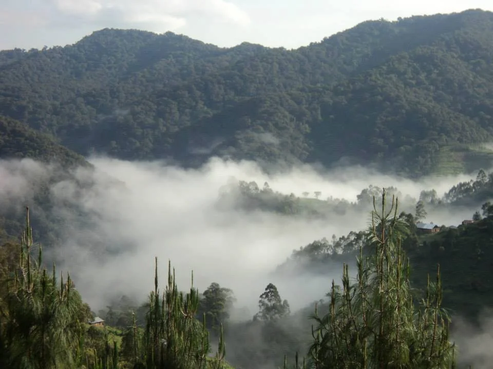 Mountains plus mist plus Mountain gorillas is equal to Gorillas in the mist.Have you watched this movie?
