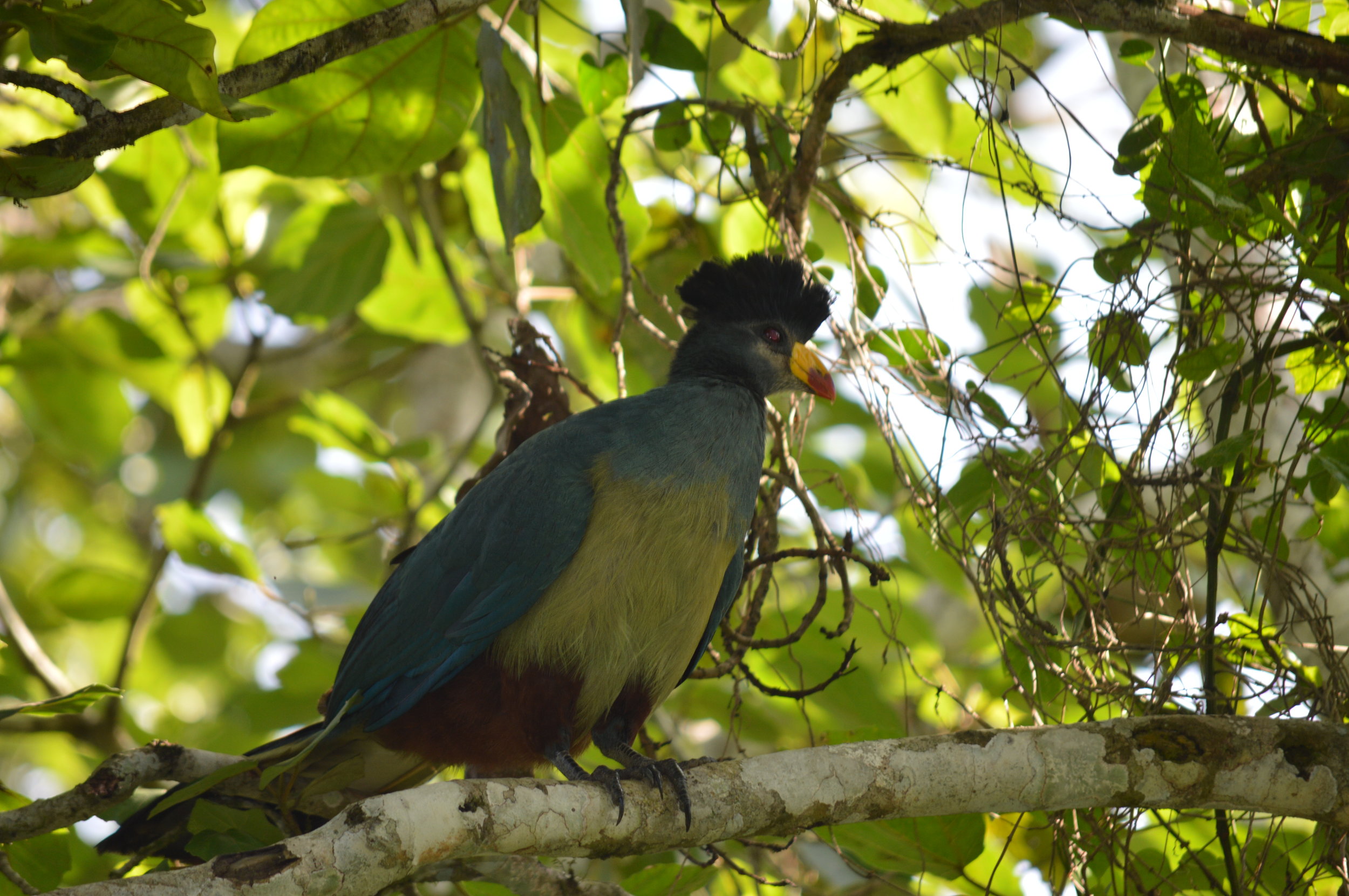 Beautiful birds can be encountered on such a day of your gorilla trek.