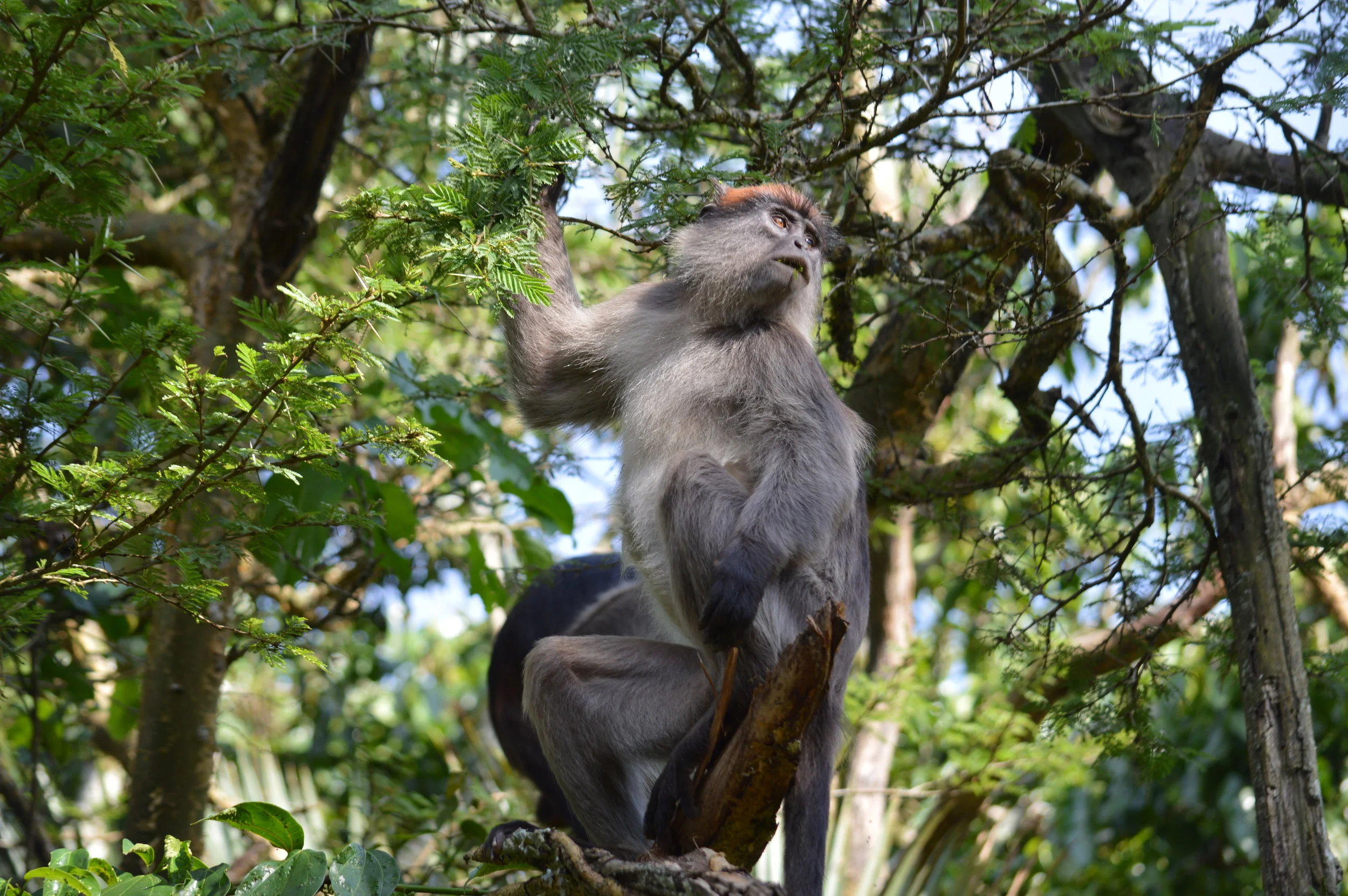 The lucky monkey will gaze at you on your way to spice-up your mountain gorillas trekking experince