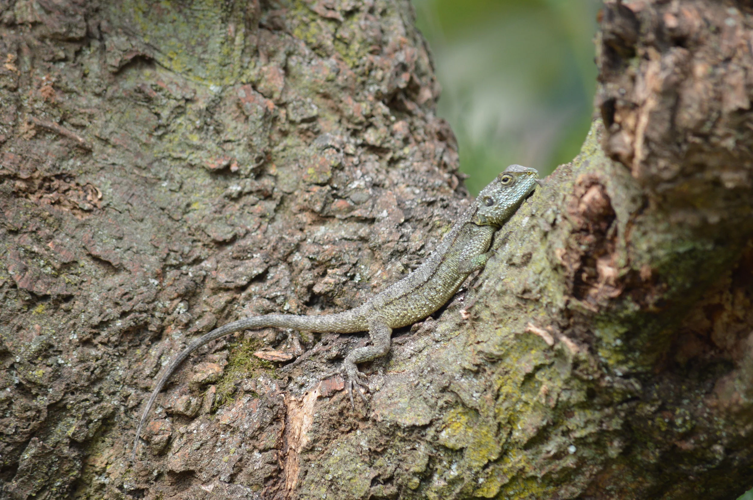 Don't forget o identify this reptile on your way to the mountain gorilla trek.