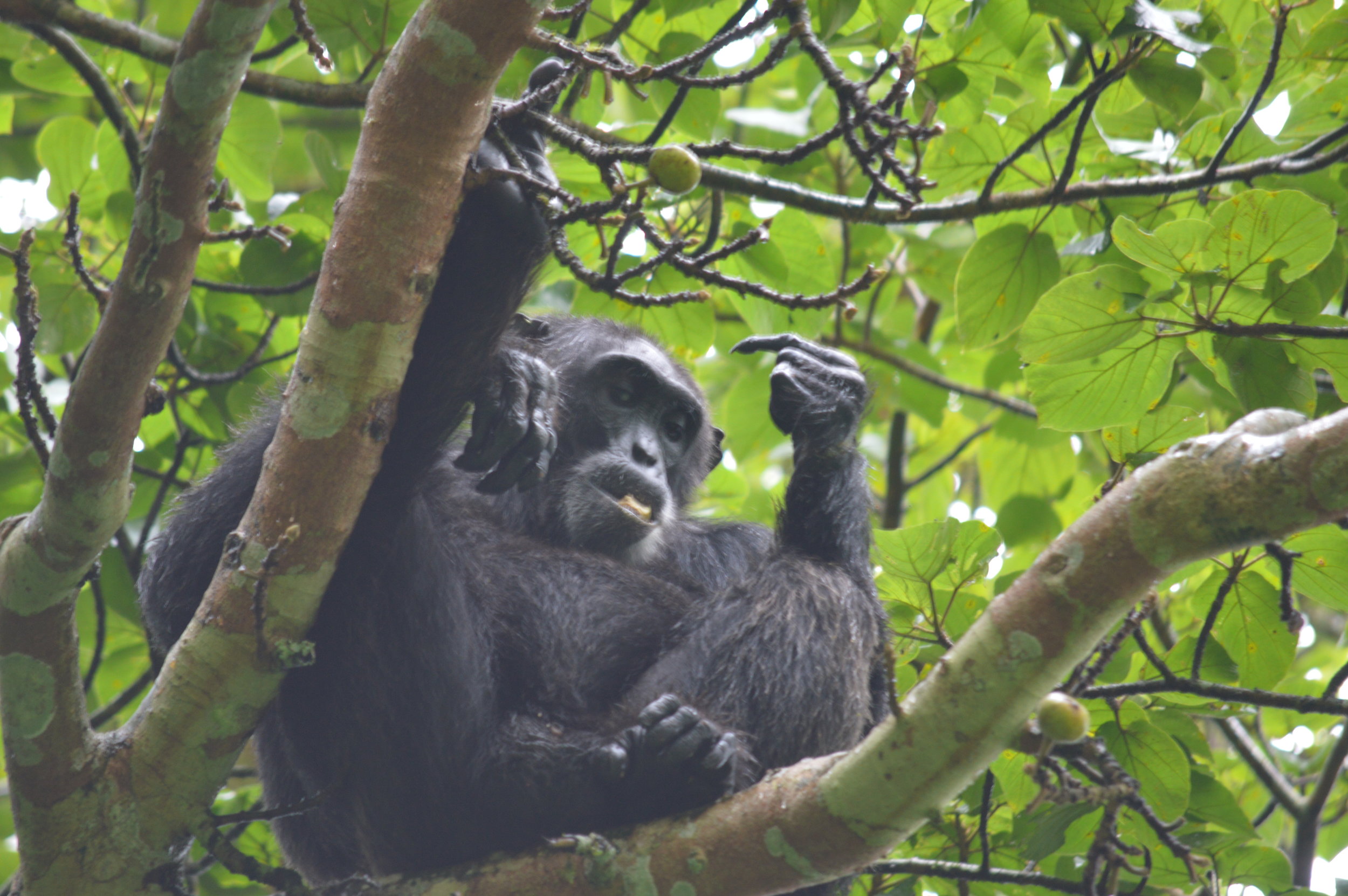 Breakfast time with the chimpanzees of Uganda