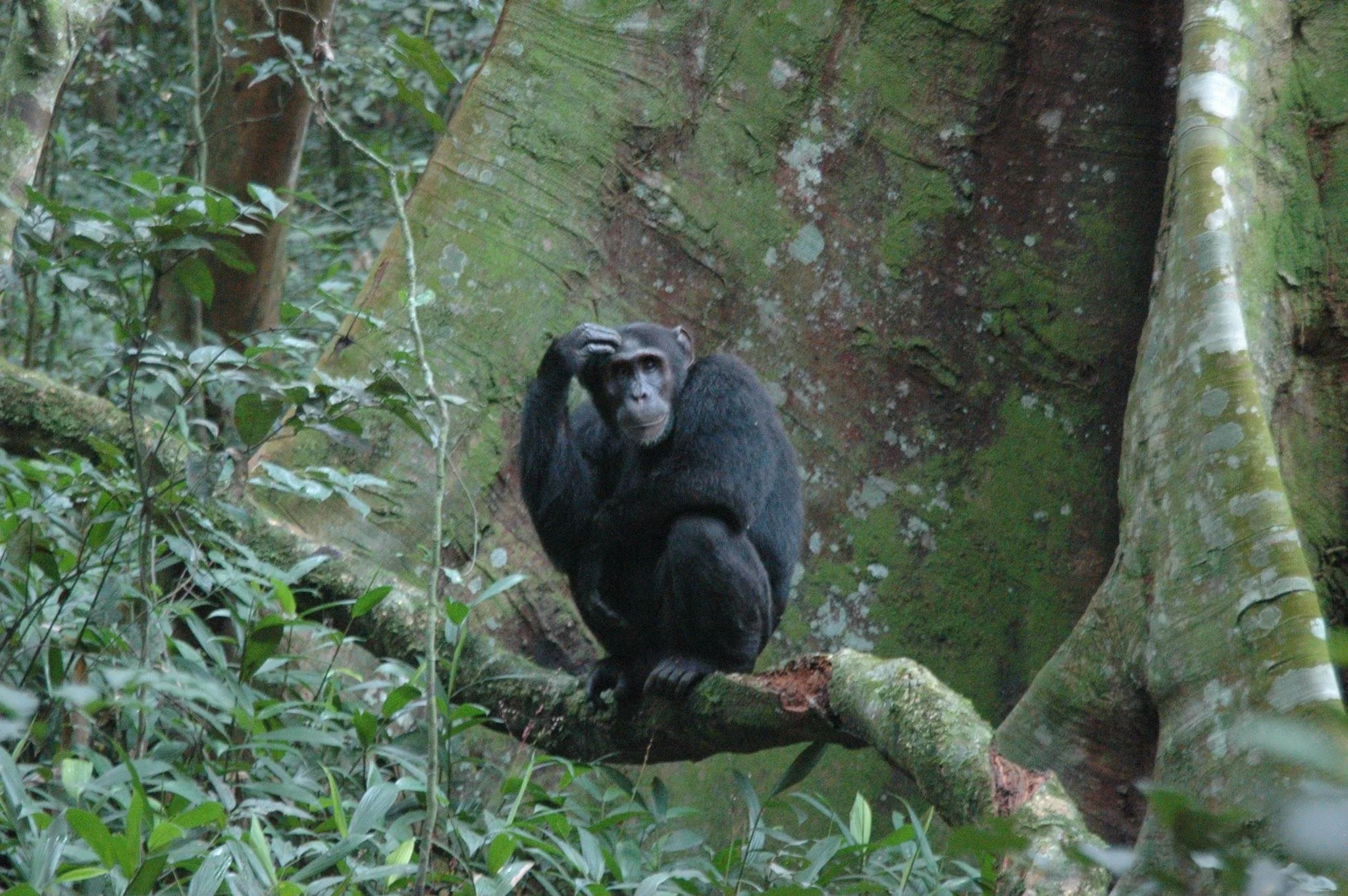 The chimpanzees of Kibale forest in Uganda will need your good camera!