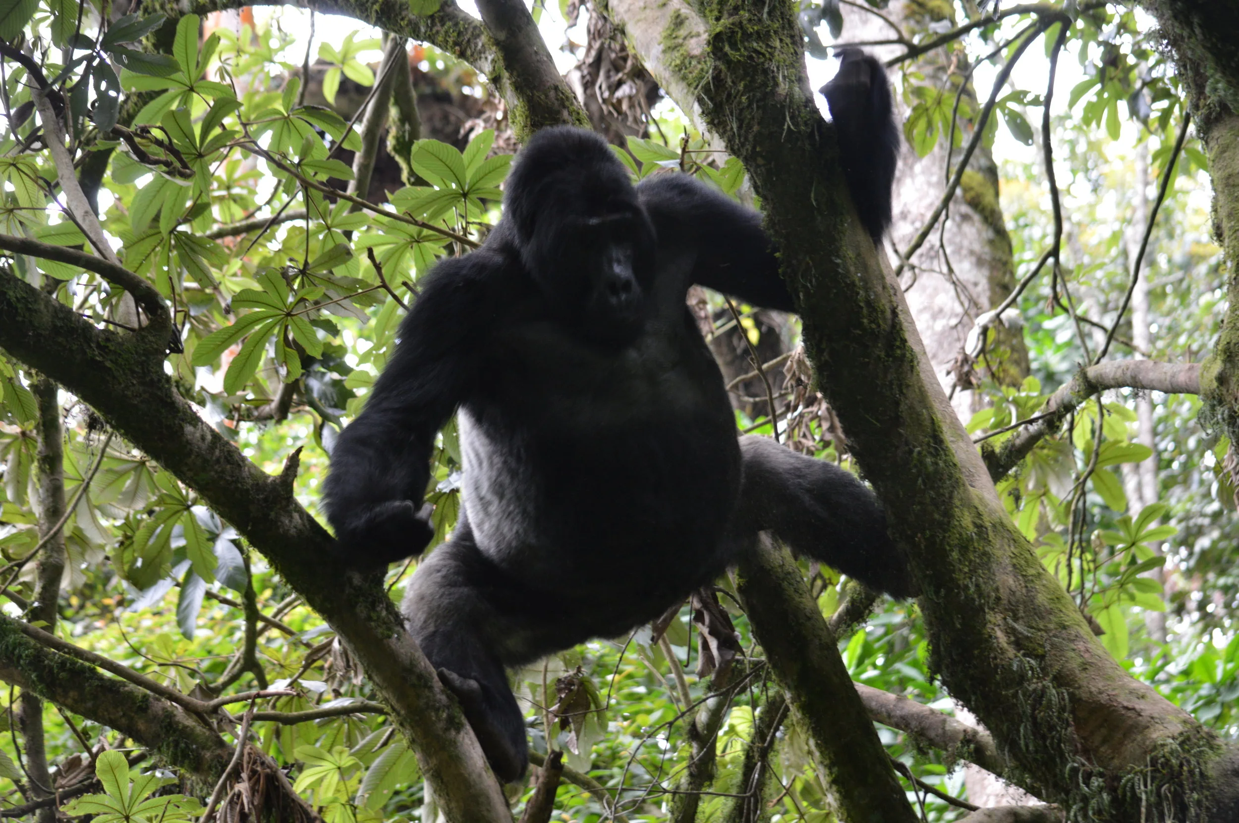 An adult male Mountain Gorilla silverback climbing atree to grab marianthus fruits for breakfast inside bwindi south at Rushaga sector.
