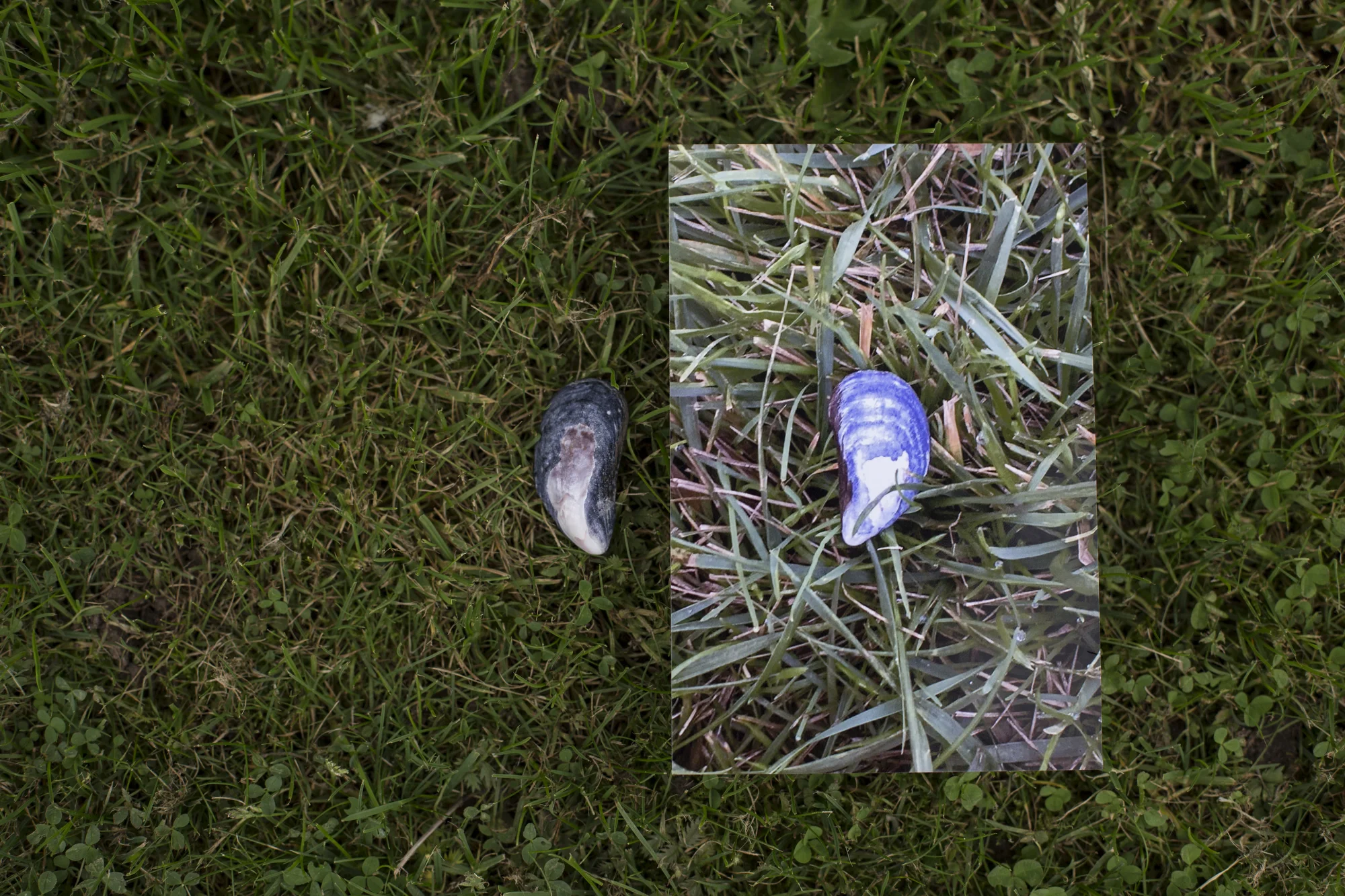  A personal creation that mimics how our society often looks at people as the “other” in terms of race, gender, religion, and so forth. By using two of the same shells on grass, I sought to show how we’re all the same at the end of the day. We as hum