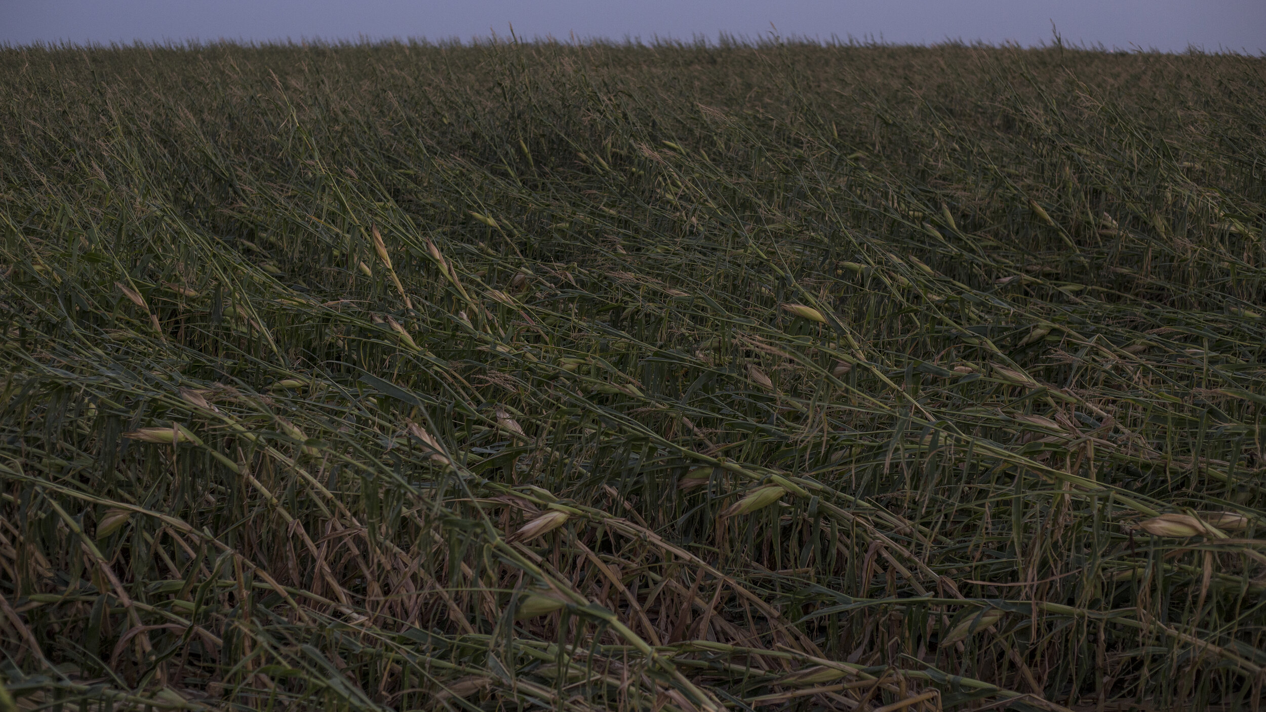  Rows of corn lay flattened at dusk weeks before harvest season in Fairfax, Iowa on Wednesday, August 26th, 2020. Although the full impact of crop yield from the derecho has not yet been determined, nearly 50% of Iowa’s cropland was impacted in some 