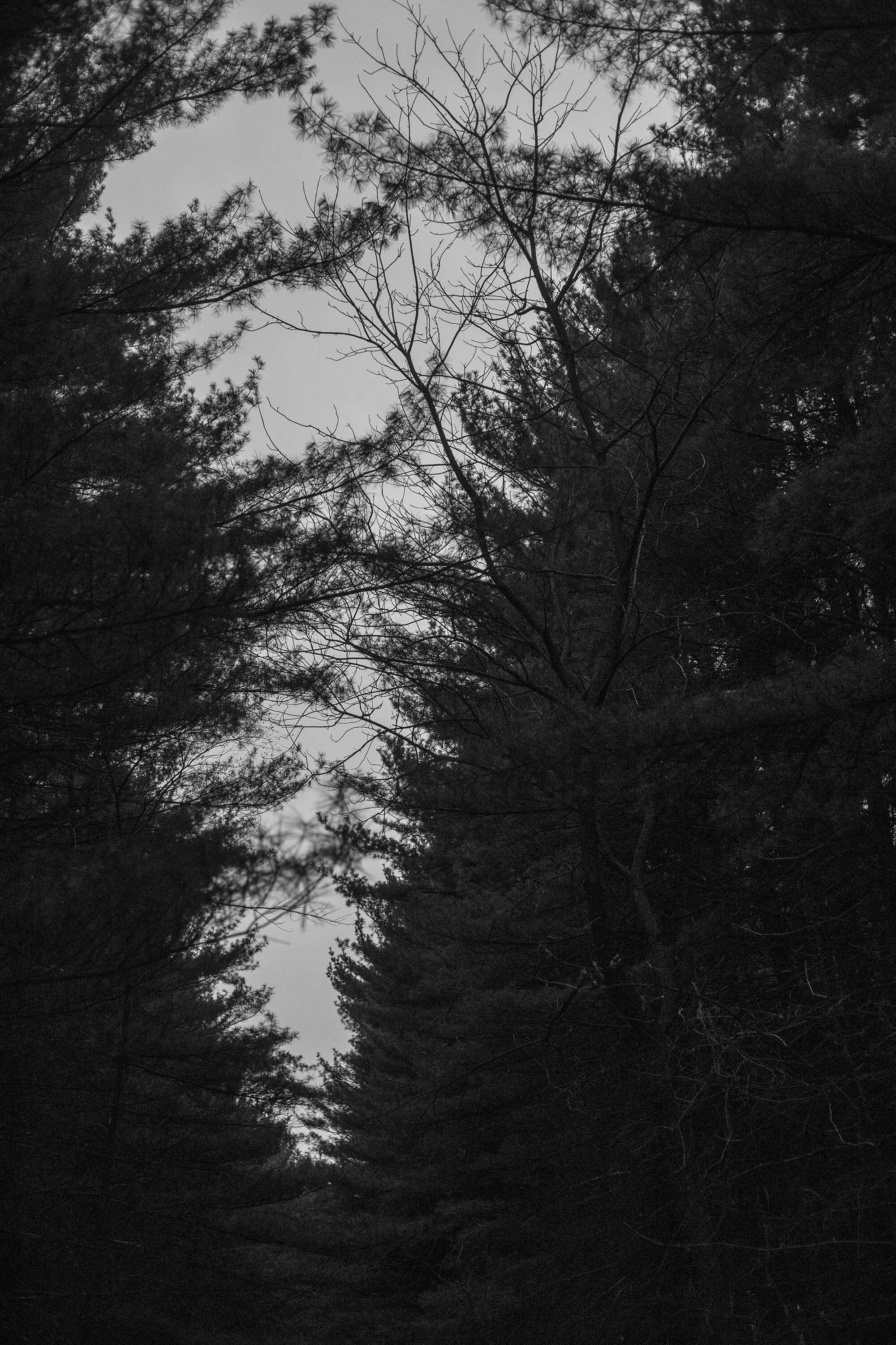 Sugar Bottom Pines_Brooklynn Kascel 023.jpg