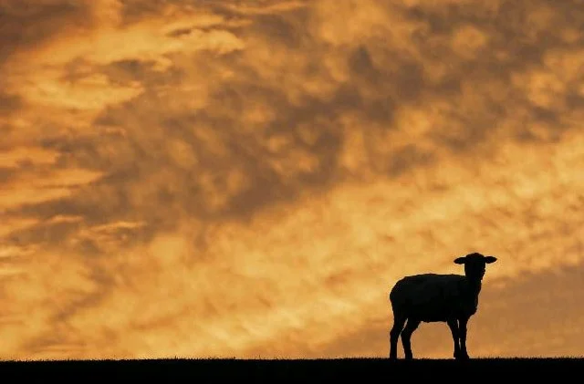 lamb.jpg