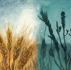 16th Sunday of Ordinary Time - A, 19th July 2026