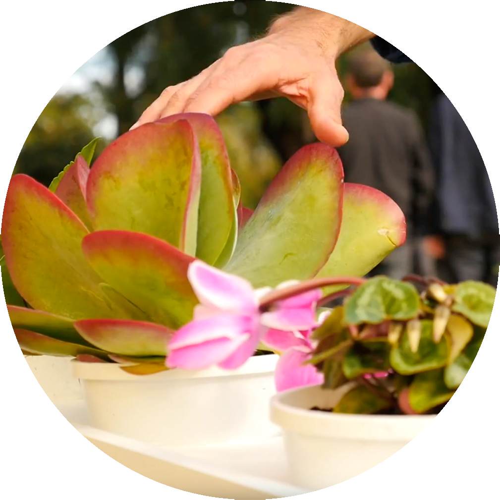 the plants.png