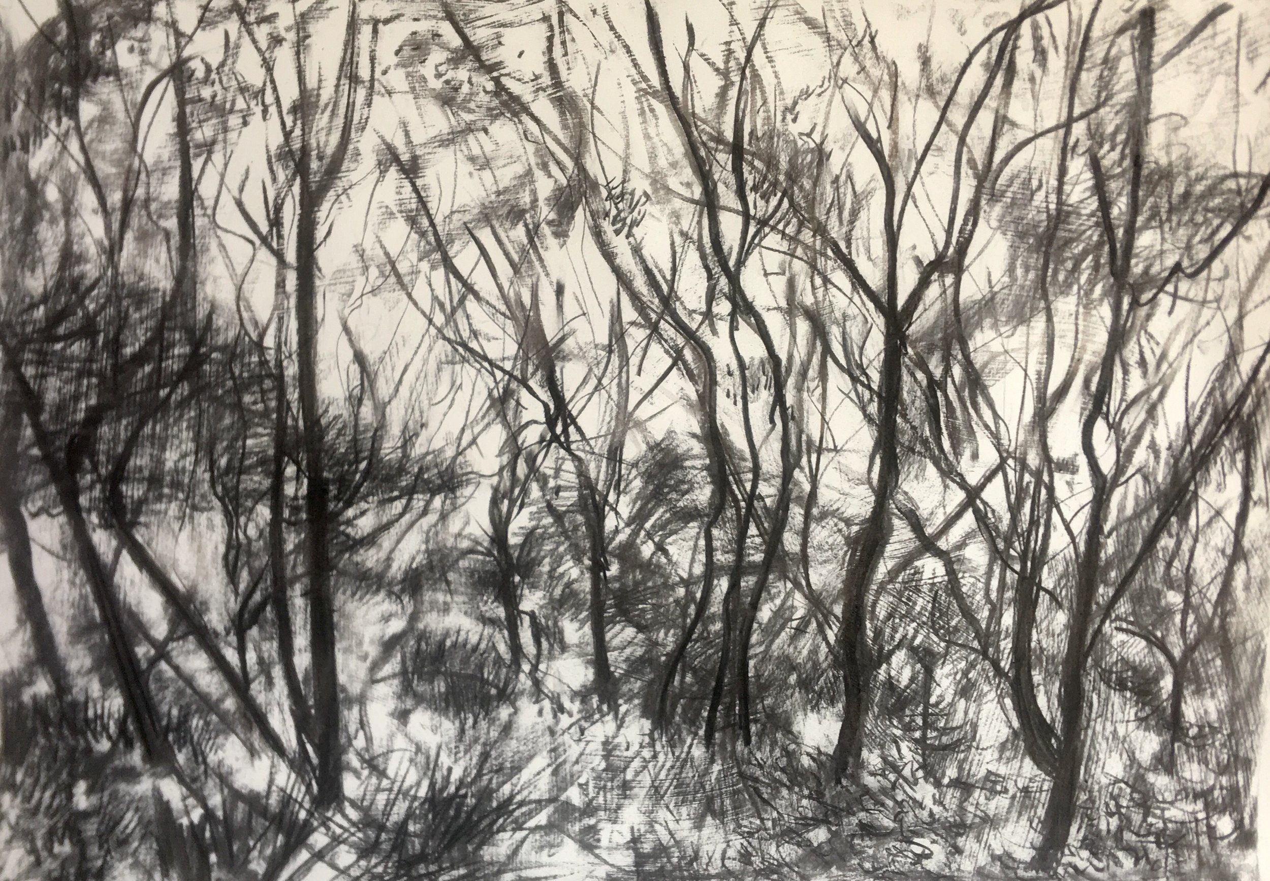 Australian Forest