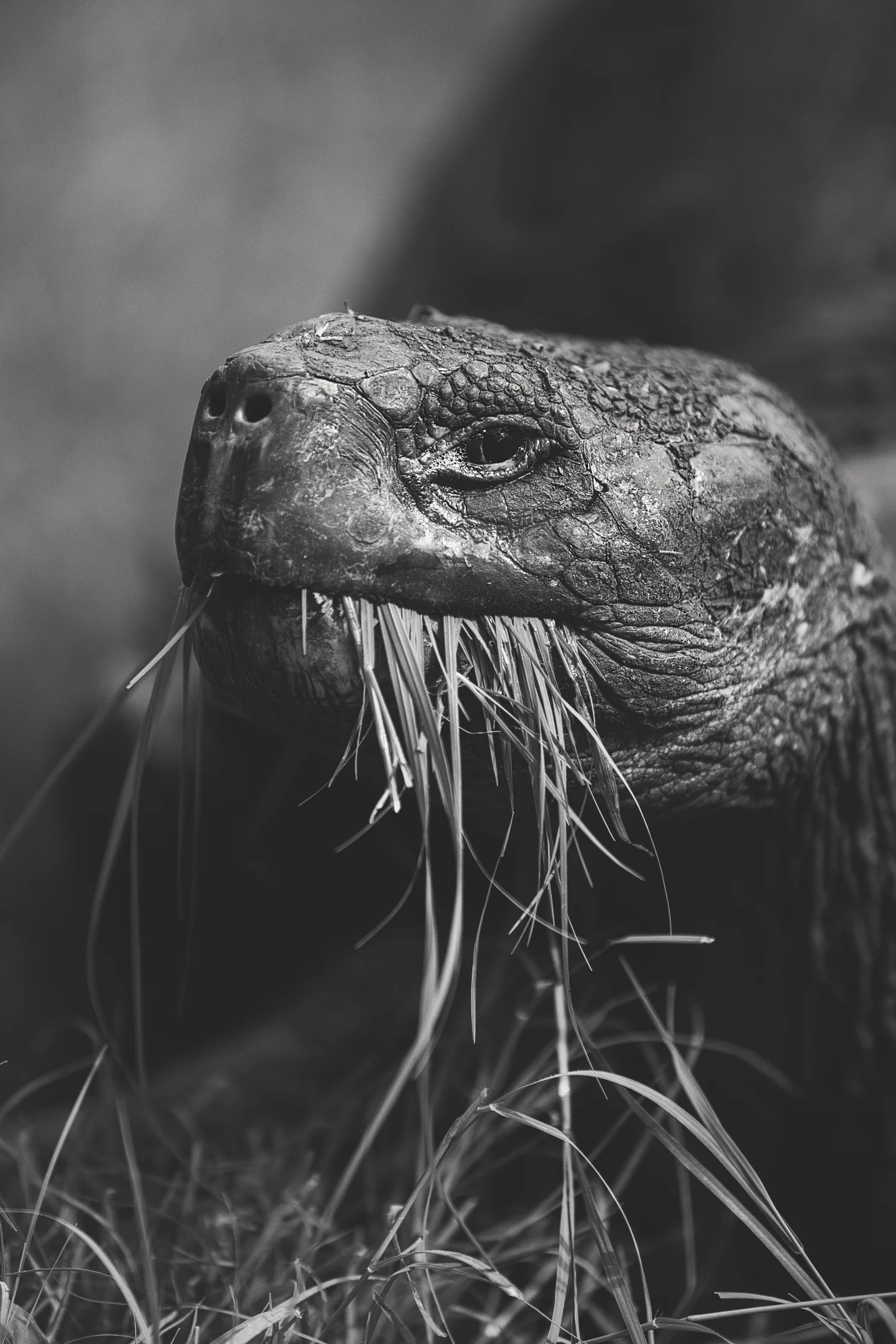 20141220-7U7A7407-Edit.jpg