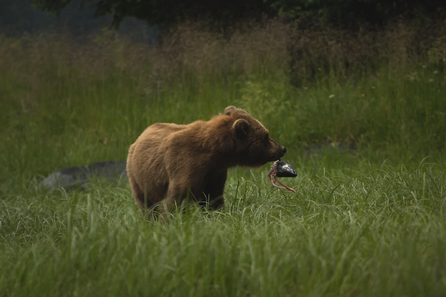 20130718-_MG_2713-Edit.jpg
