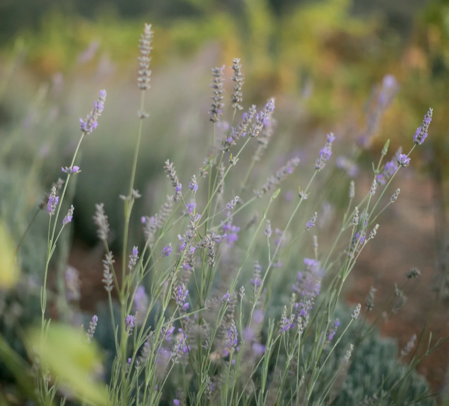 Mitchell & Leigh-0201.jpg