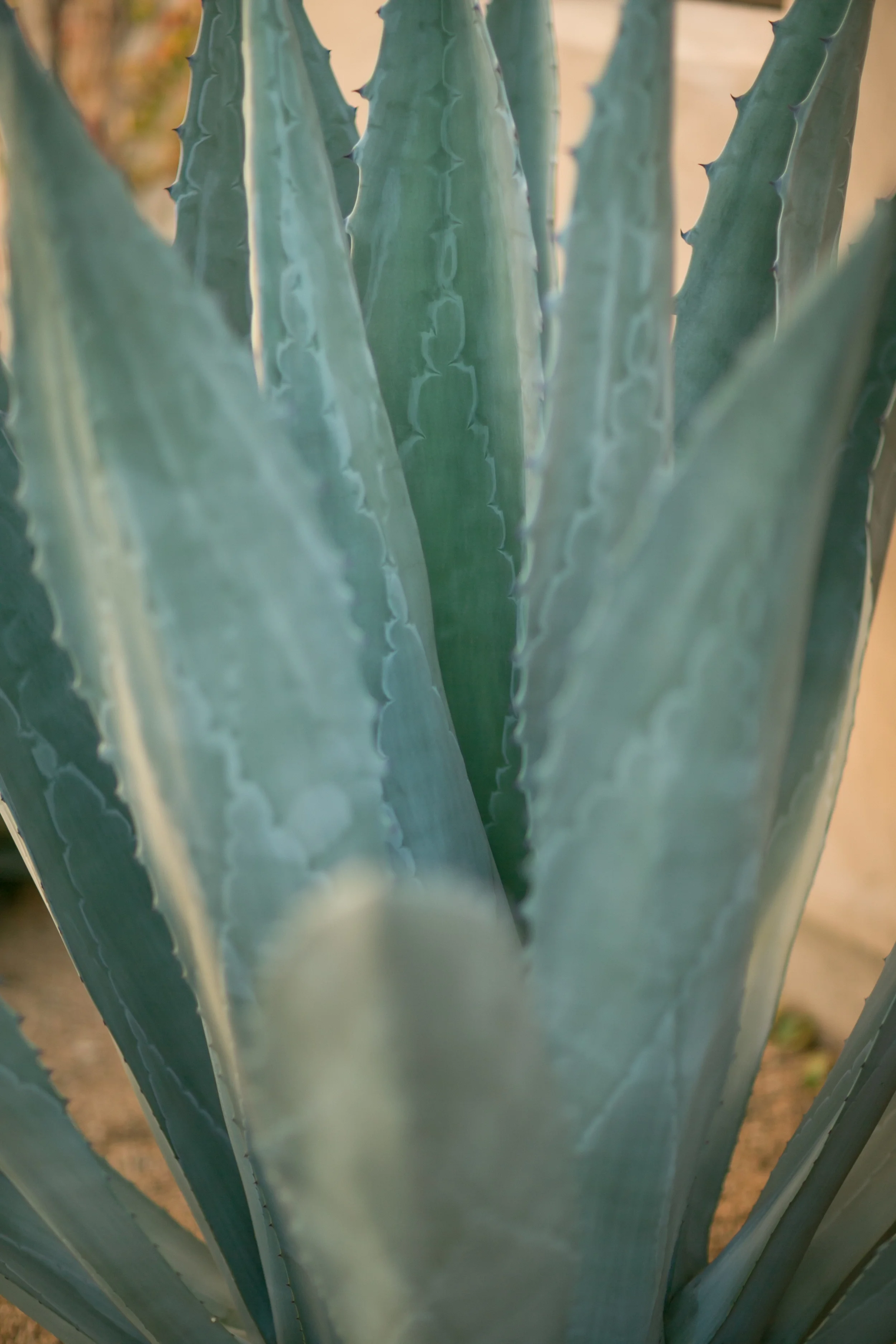 Mitchell & Leigh-0121.jpg