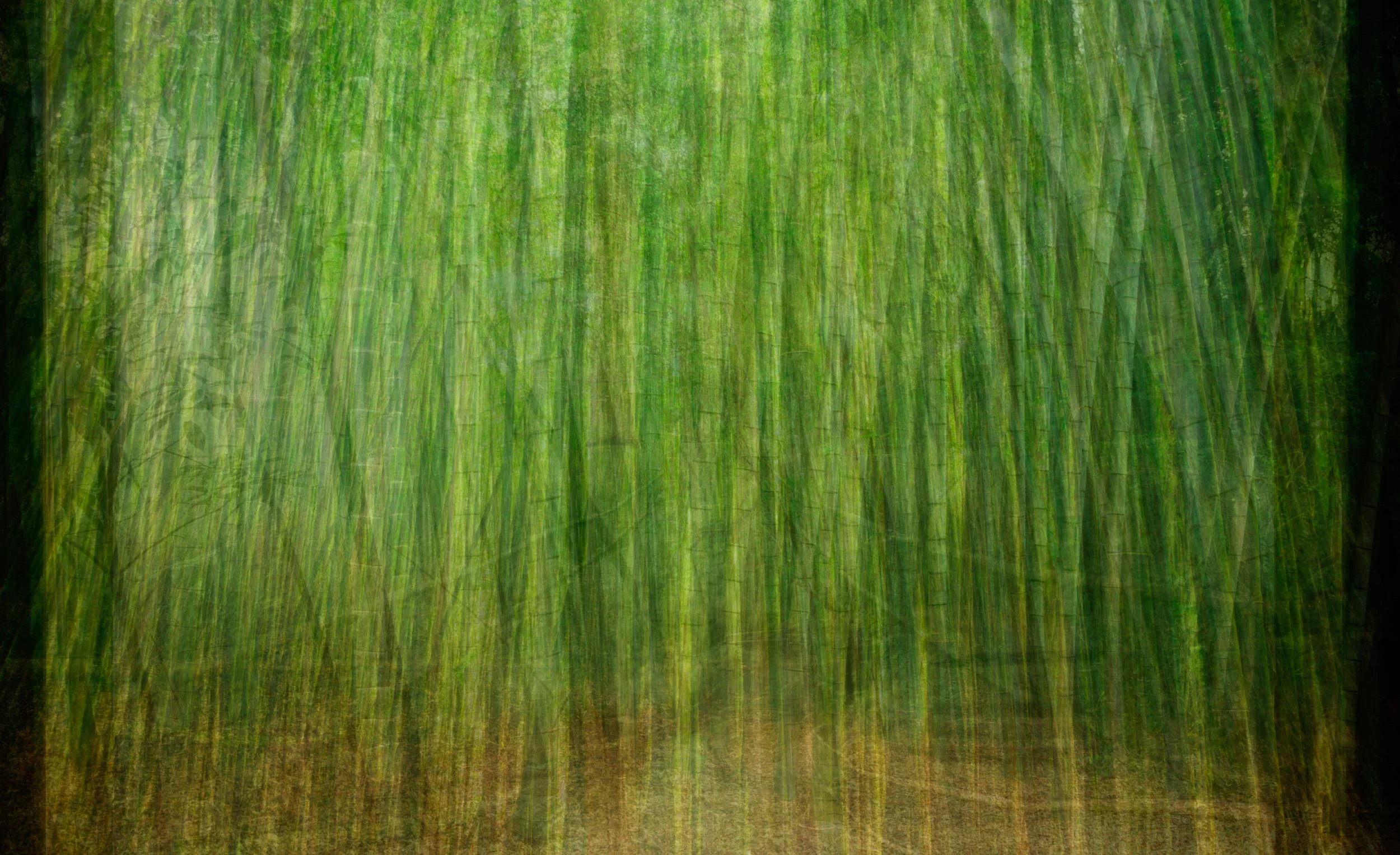 Bamboo Forest (2013)
