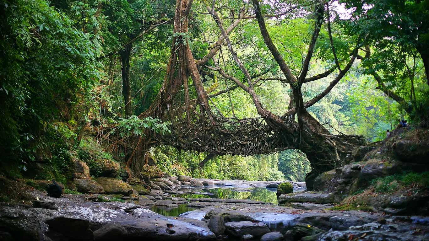 Image of a living bridge in Maghalaya, India. Photographer unknown. 