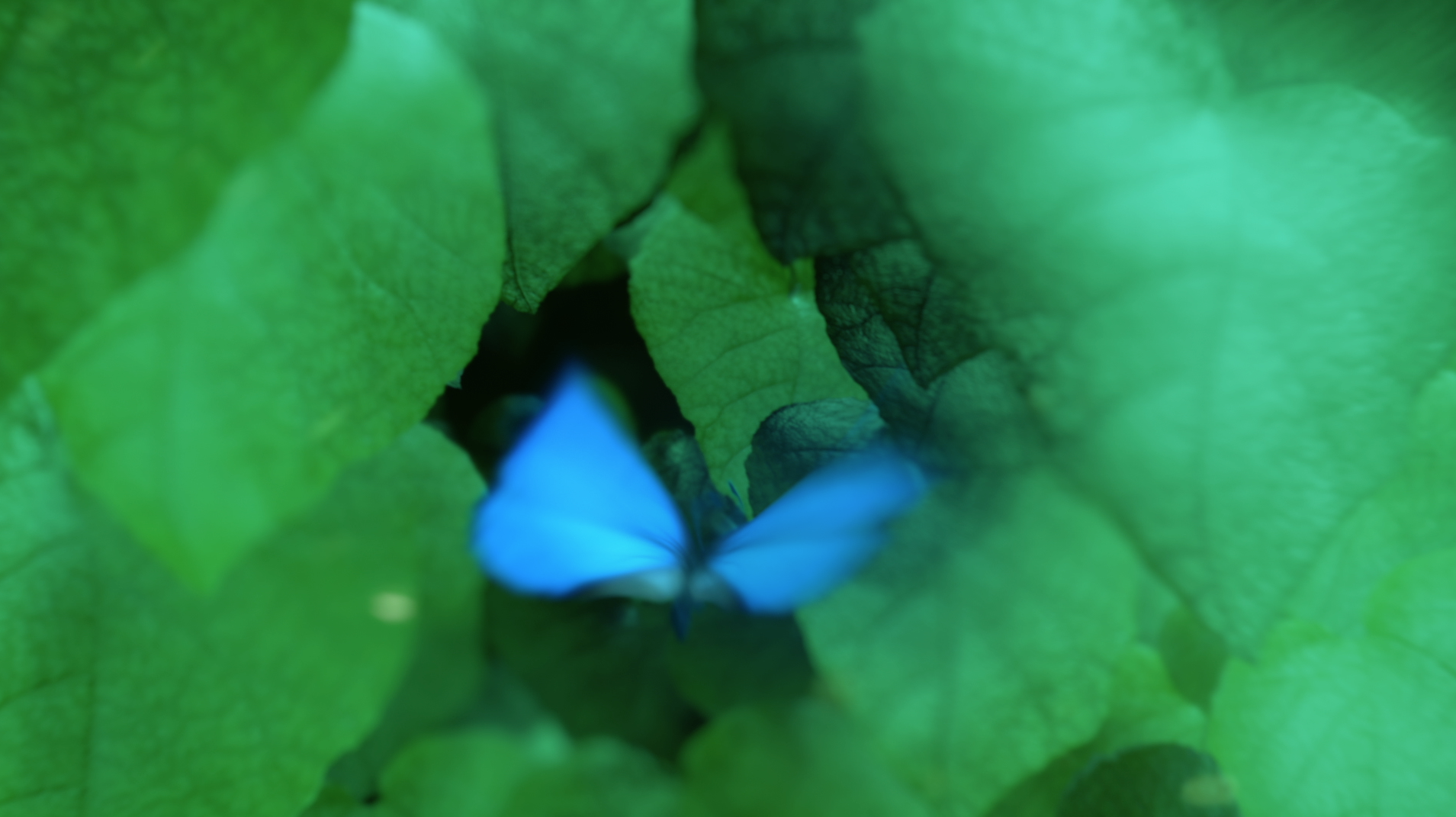 Screen Shot 2016-01-05 at 5.27.12 pm.png