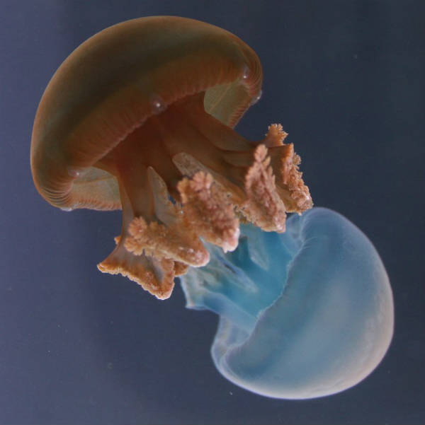 Blue Blubbers1.jpg