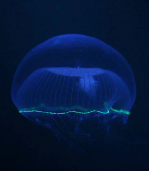Aequorea coerulescens_2.jpg