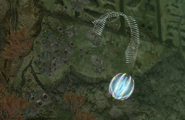 Sea_gooseberry_1.jpg