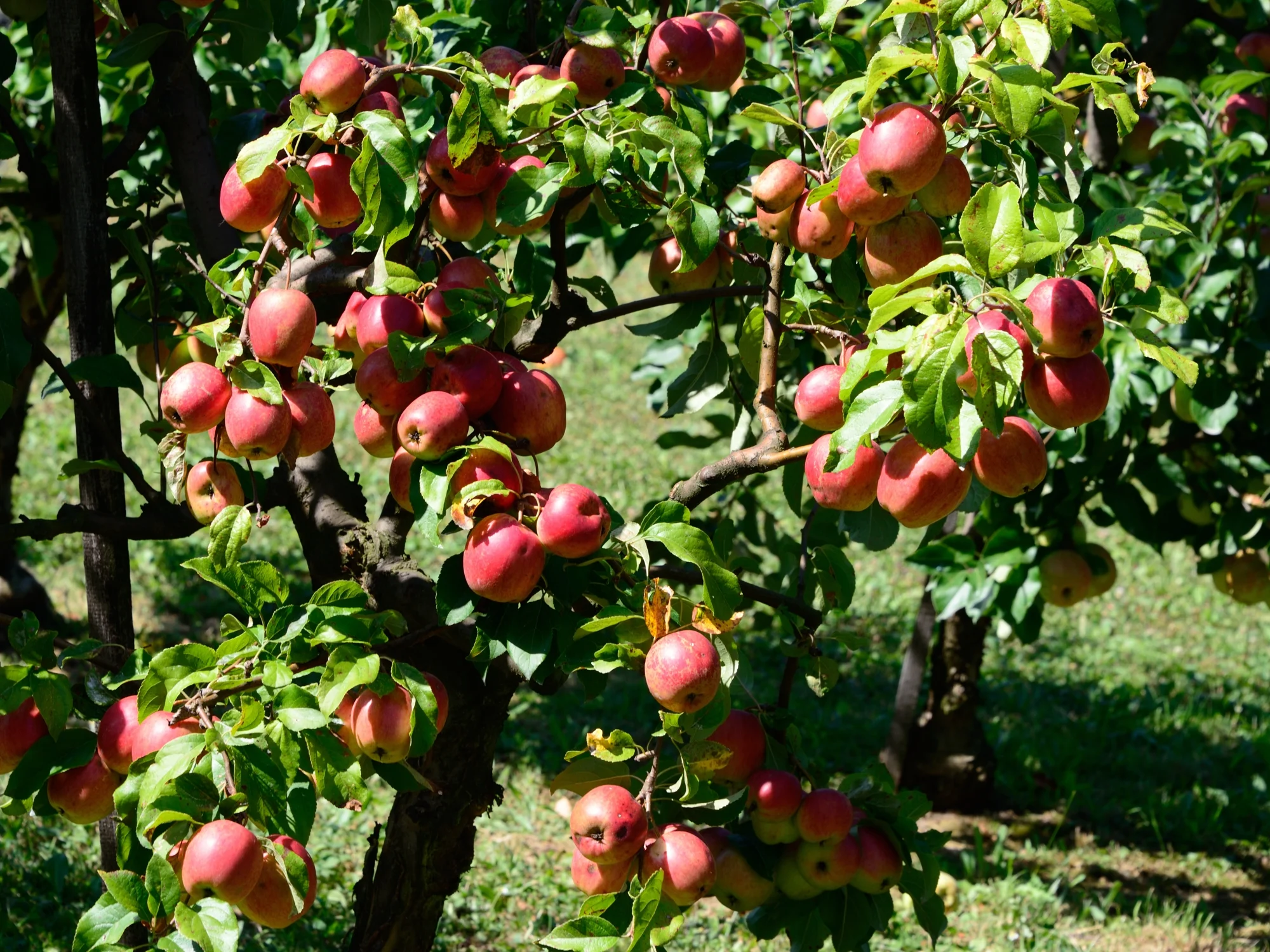 Orchard at the MainÄppelHaus, Lohrberg (Photo copyright © by Anne Noble)