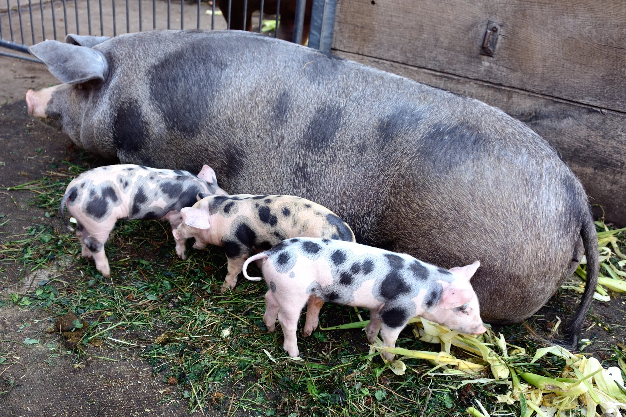 Piglets at the Dottenfelderhof, near Frankfurt (Photo copyright © by Anne Noble)