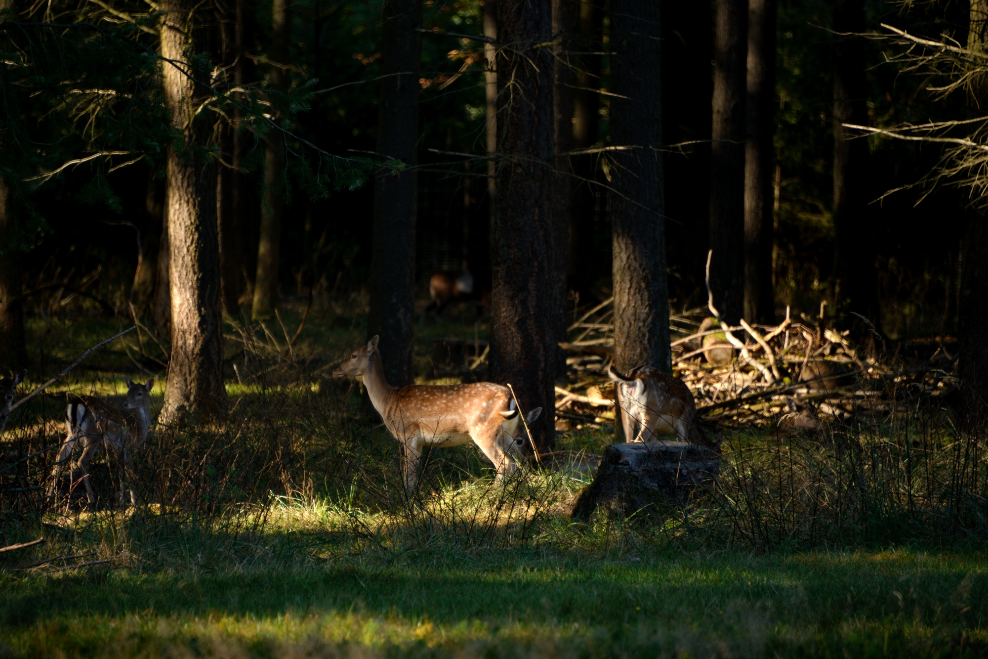 Deer at the Stadtwaldhaus