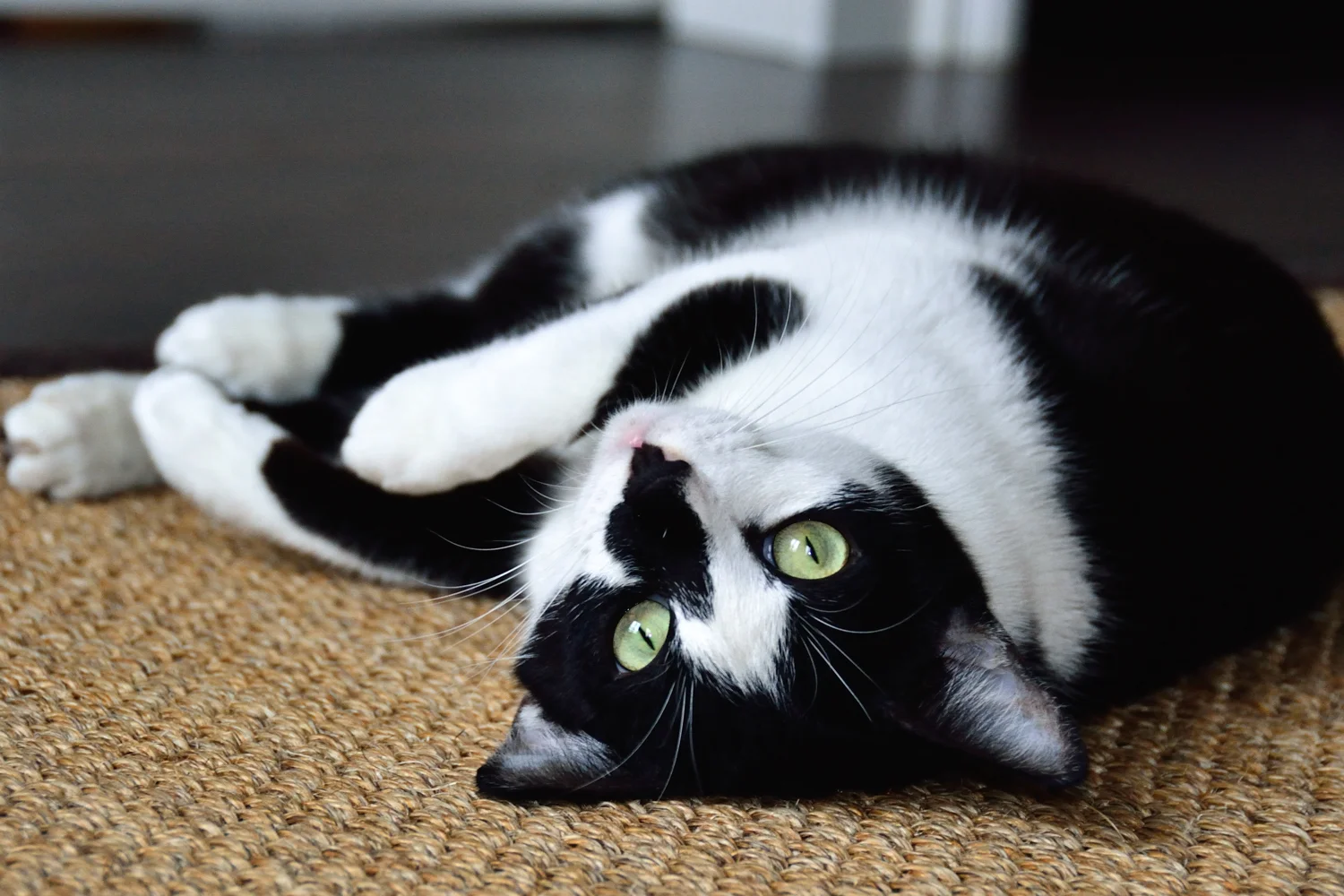 My beautiful cat from the Tiershutzverein, Frankfurt