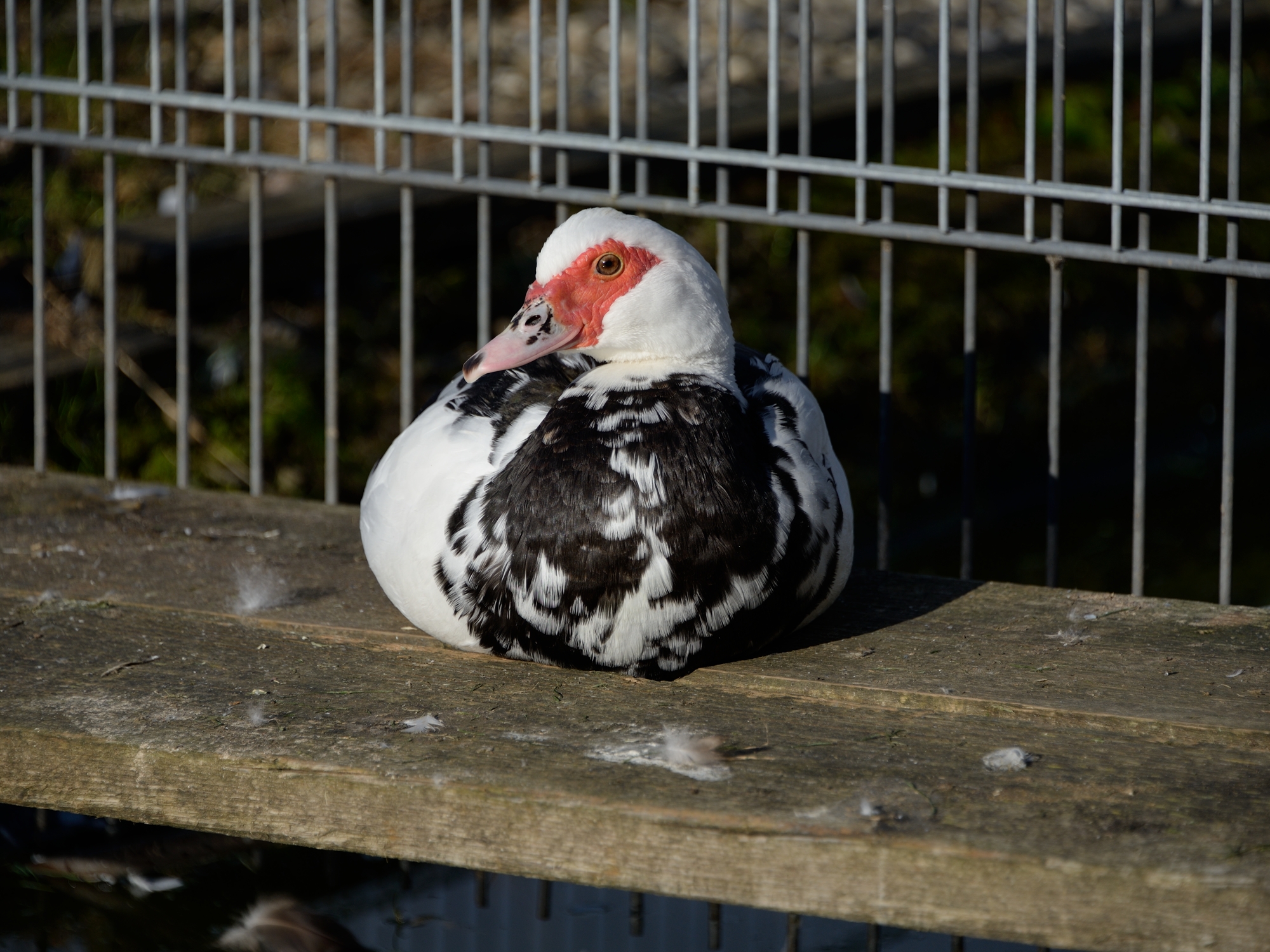 368_Duck_2467.jpg