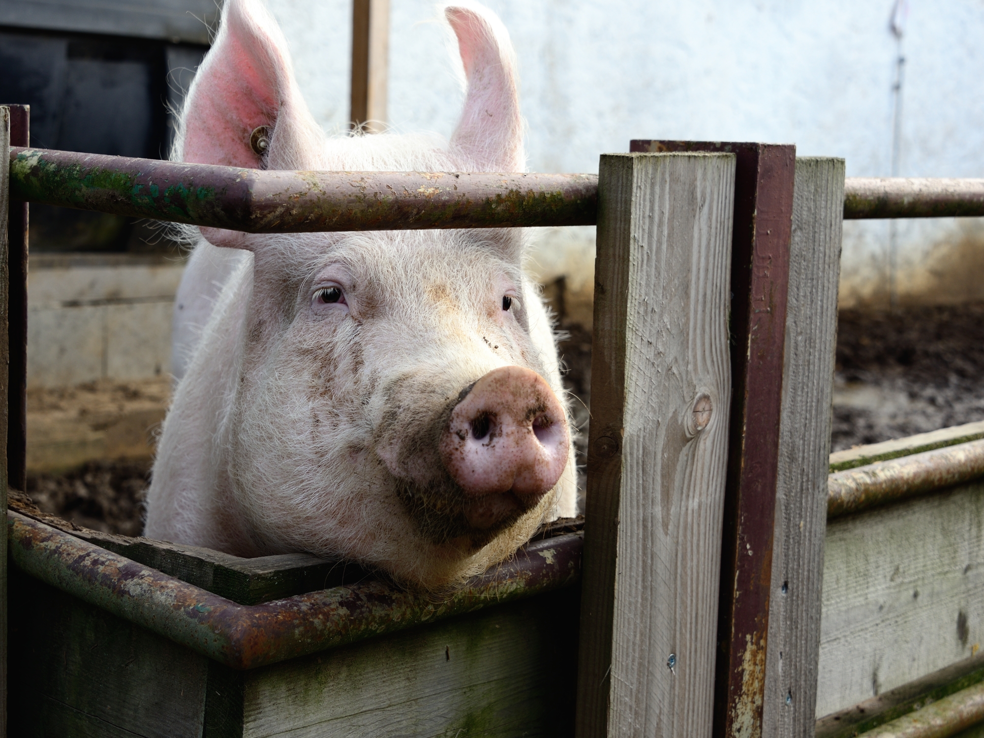 368_Piggy_2499.jpg