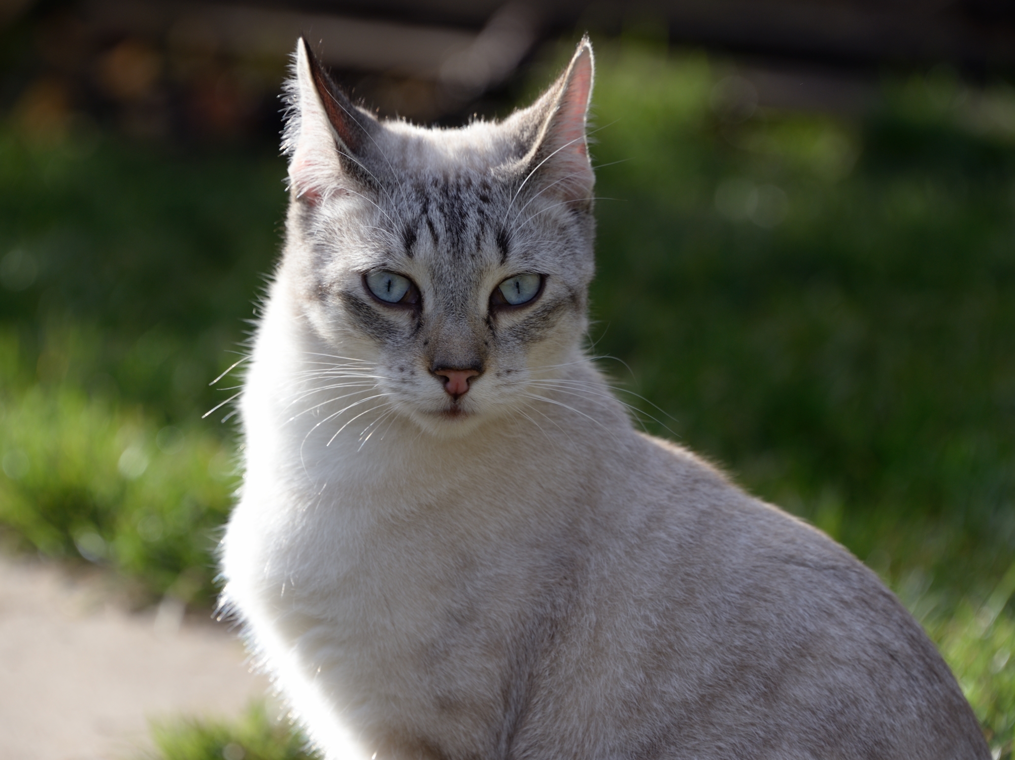 368_Siam_cat_2479.jpg
